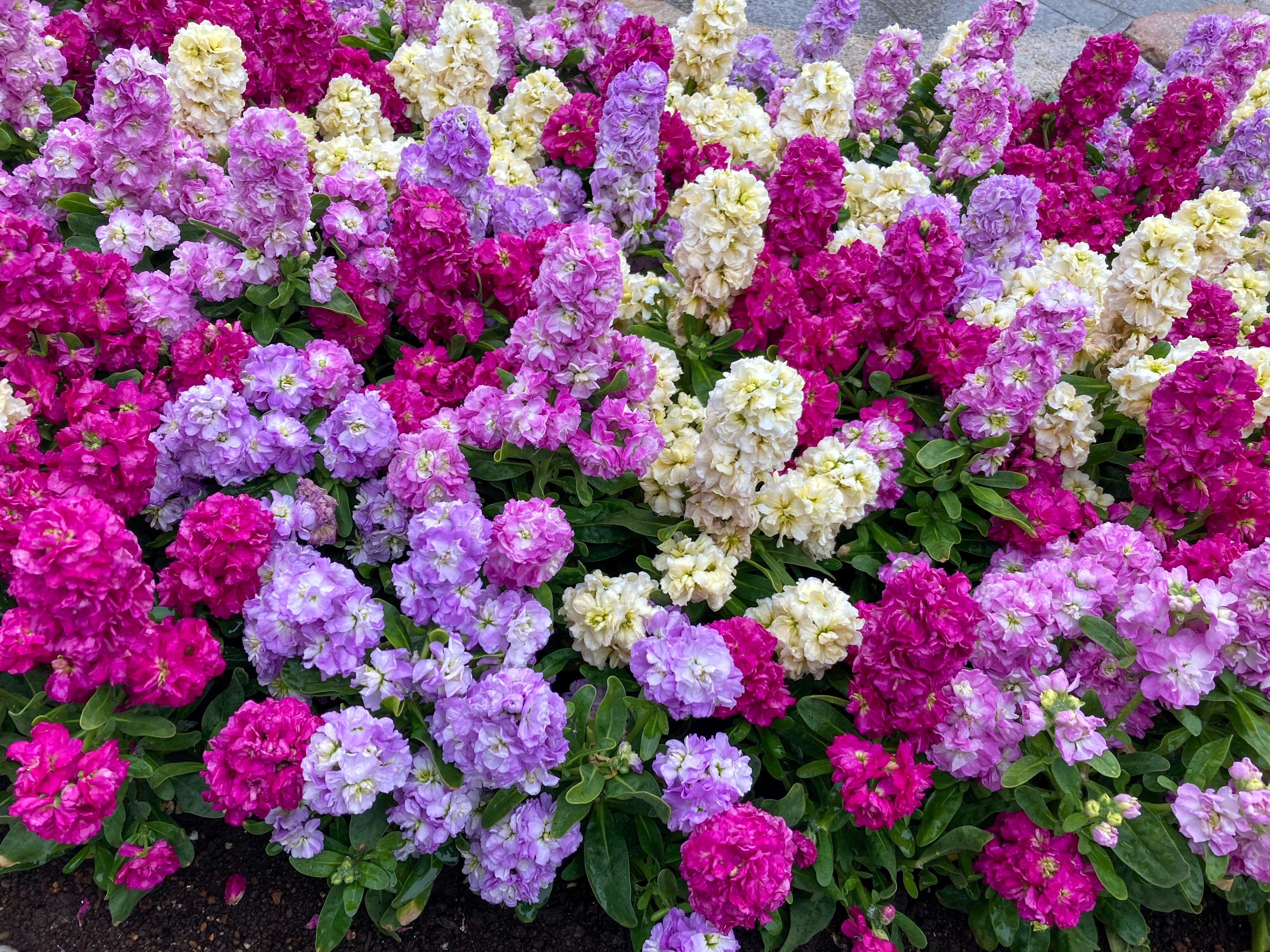 50 MIXED COLORS STOCK Matthiola Incana Ten-Week Gillyflower Blue White ...