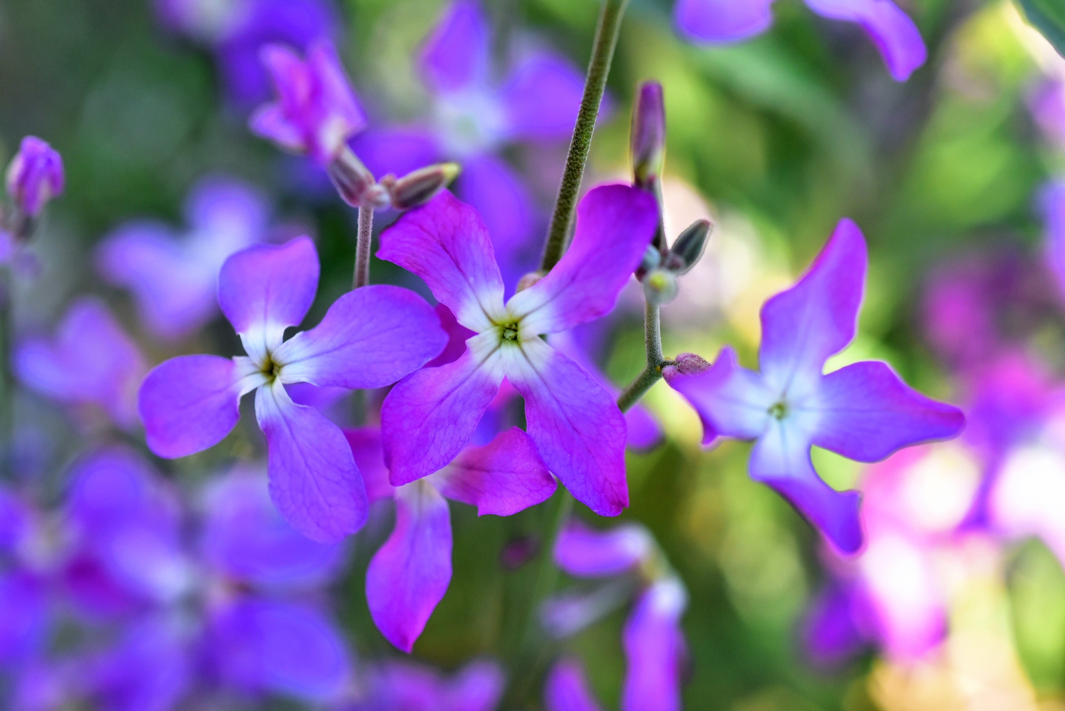 500 EVENING ( Night ) SCENTED STOCK Matthiola Longipetala Bicornis Flower Seeds