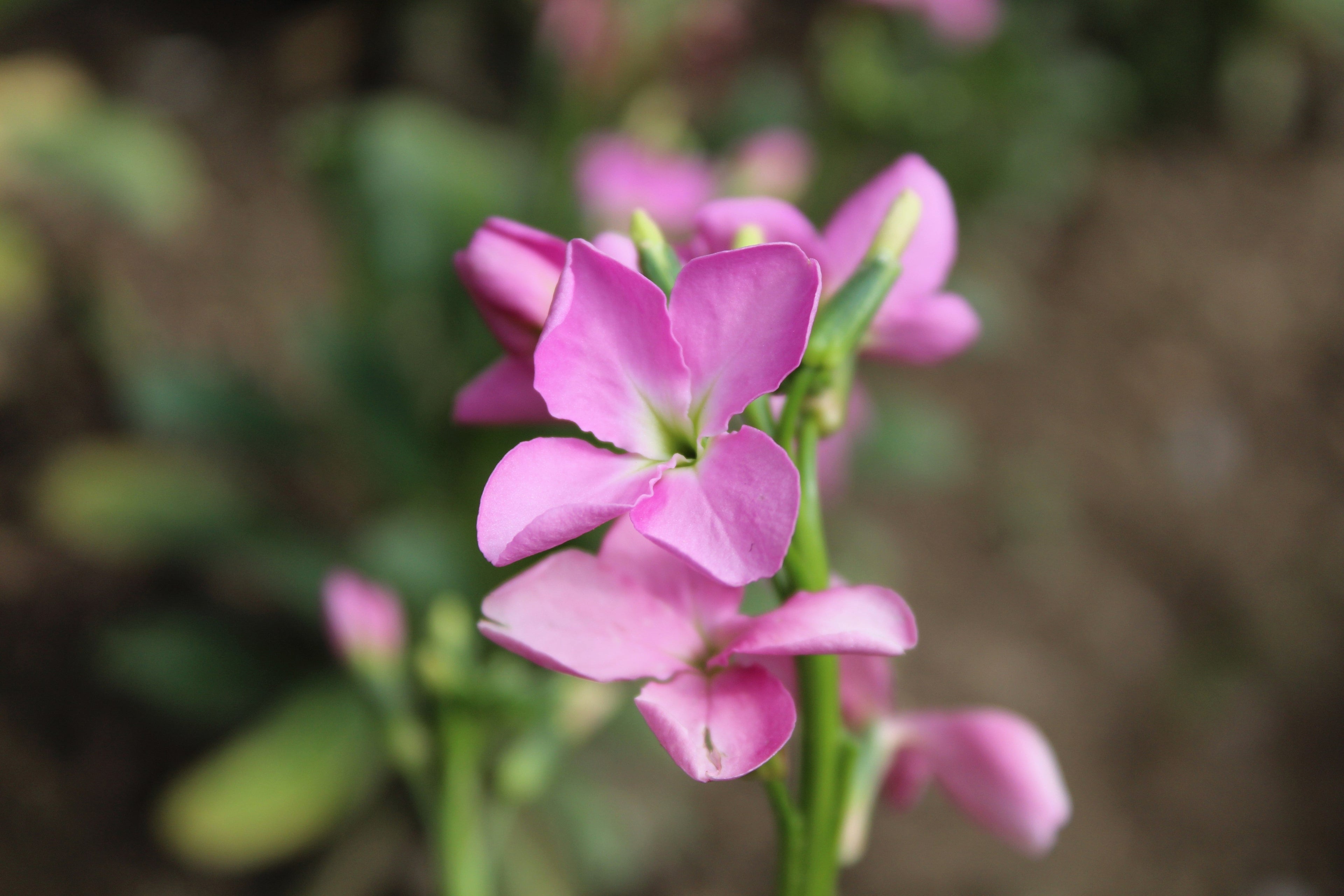 500 EVENING ( Night ) SCENTED STOCK Matthiola Longipetala Bicornis Flower Seeds