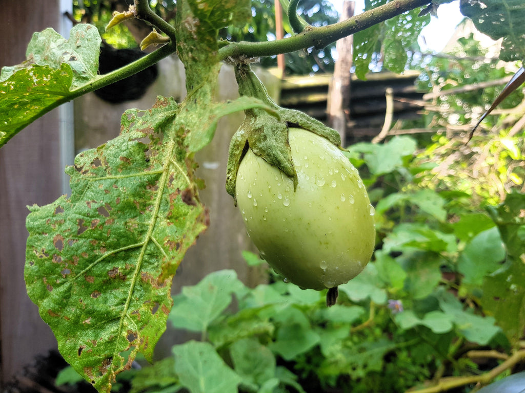 25 APPLEGREEN EGGPLANT Green Fruit / Vegetable Solanum Melongena Seeds