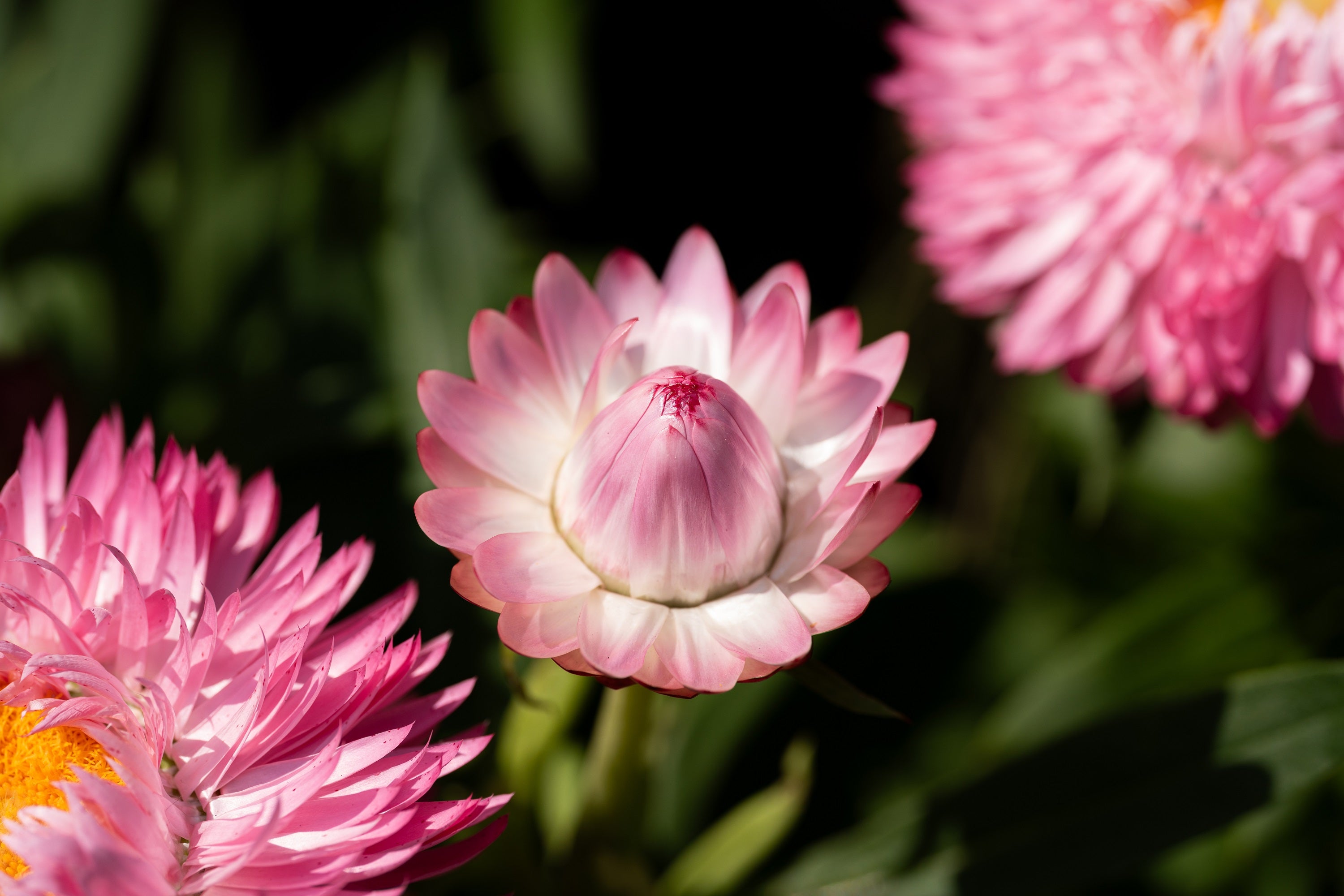 50 PINK DOUBLE STRAWFLOWER Helichrysum  Xerochrysum Bracteatum Flower Seeds