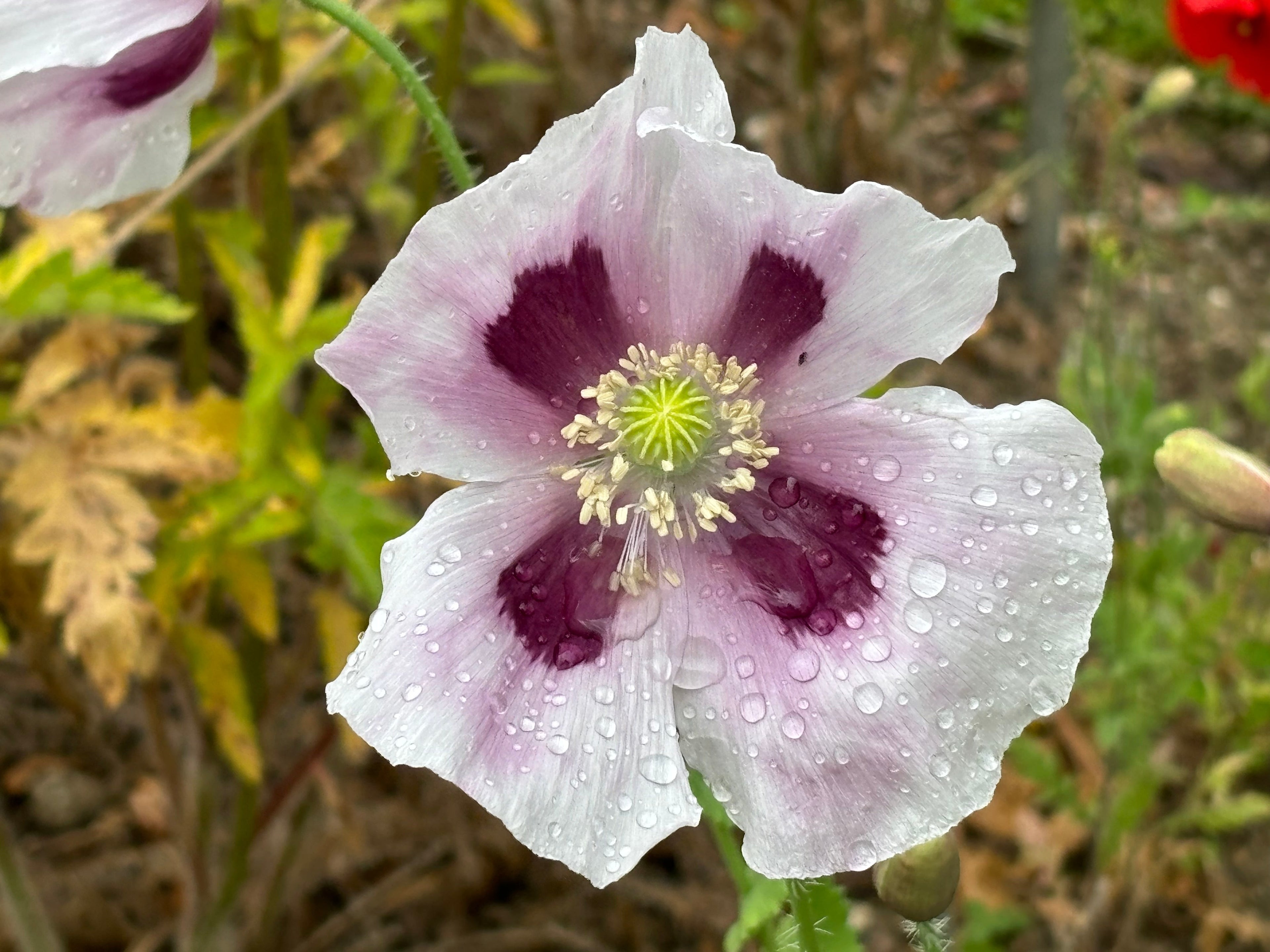 350 TASMANIAN Purple & White POPPY Papaver Somniferum Flower Seeds