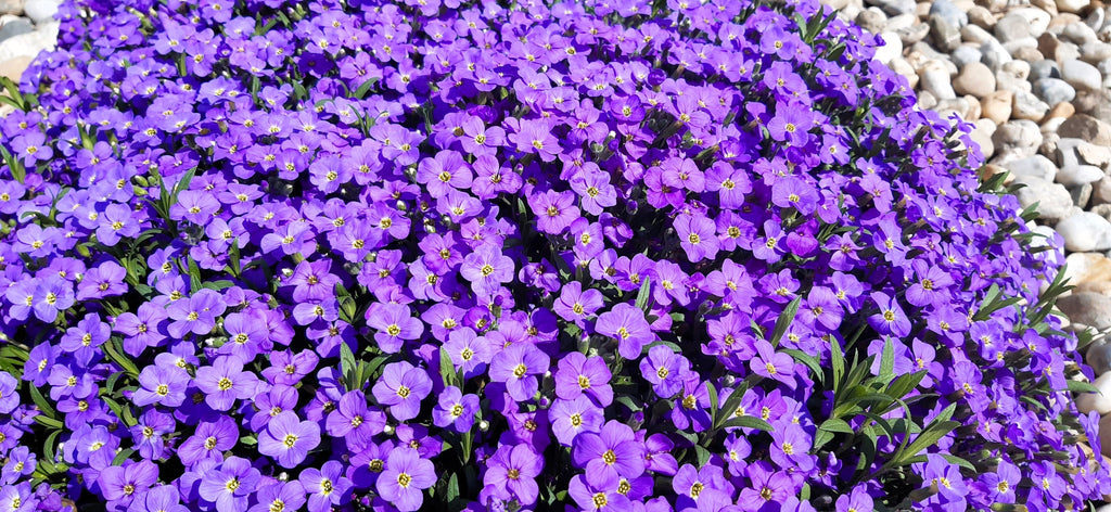 500 PURPLE ROCKCRESS Rock Cress Aubrieta Deltoidea Flower Seeds