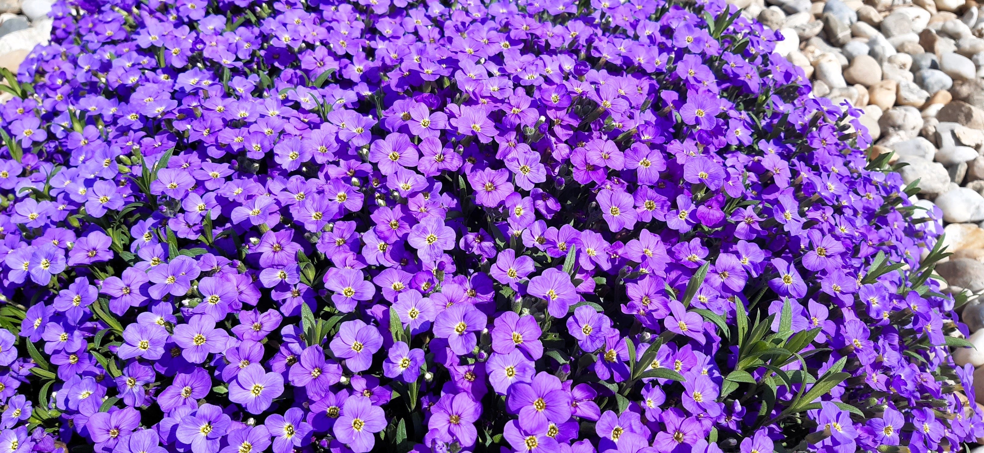 500 PURPLE ROCKCRESS Rock Cress Aubrieta Deltoidea Flower Seeds