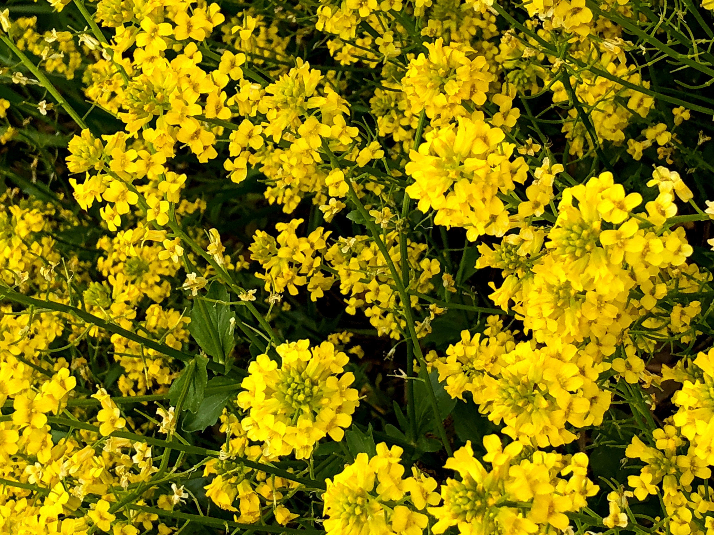 1000 BROWN MUSTARD Brassica Juncea Vegetable Herb Seeds