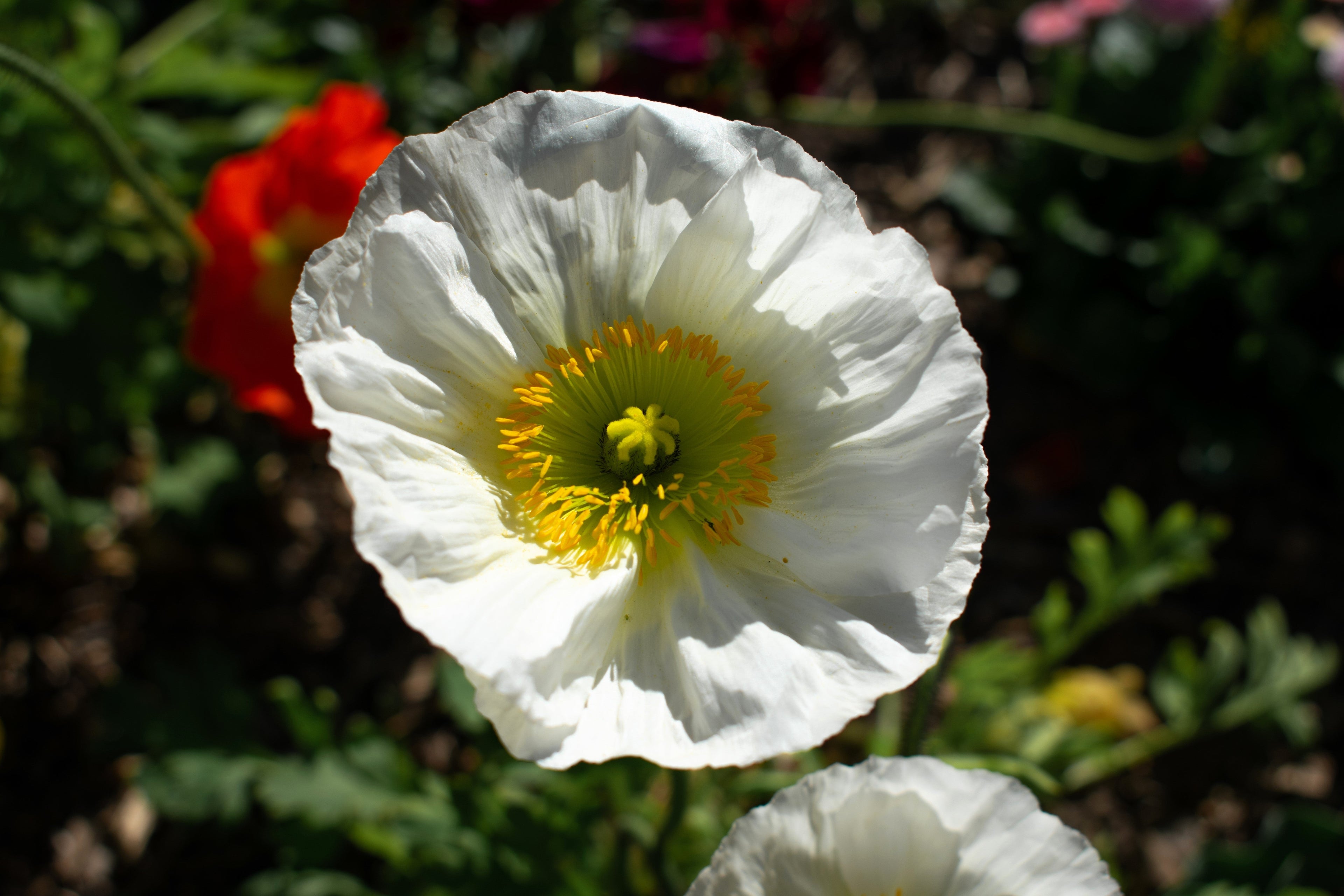 250 PERSIAN WHITE POPPY Papaver Somniferum Flower Seeds