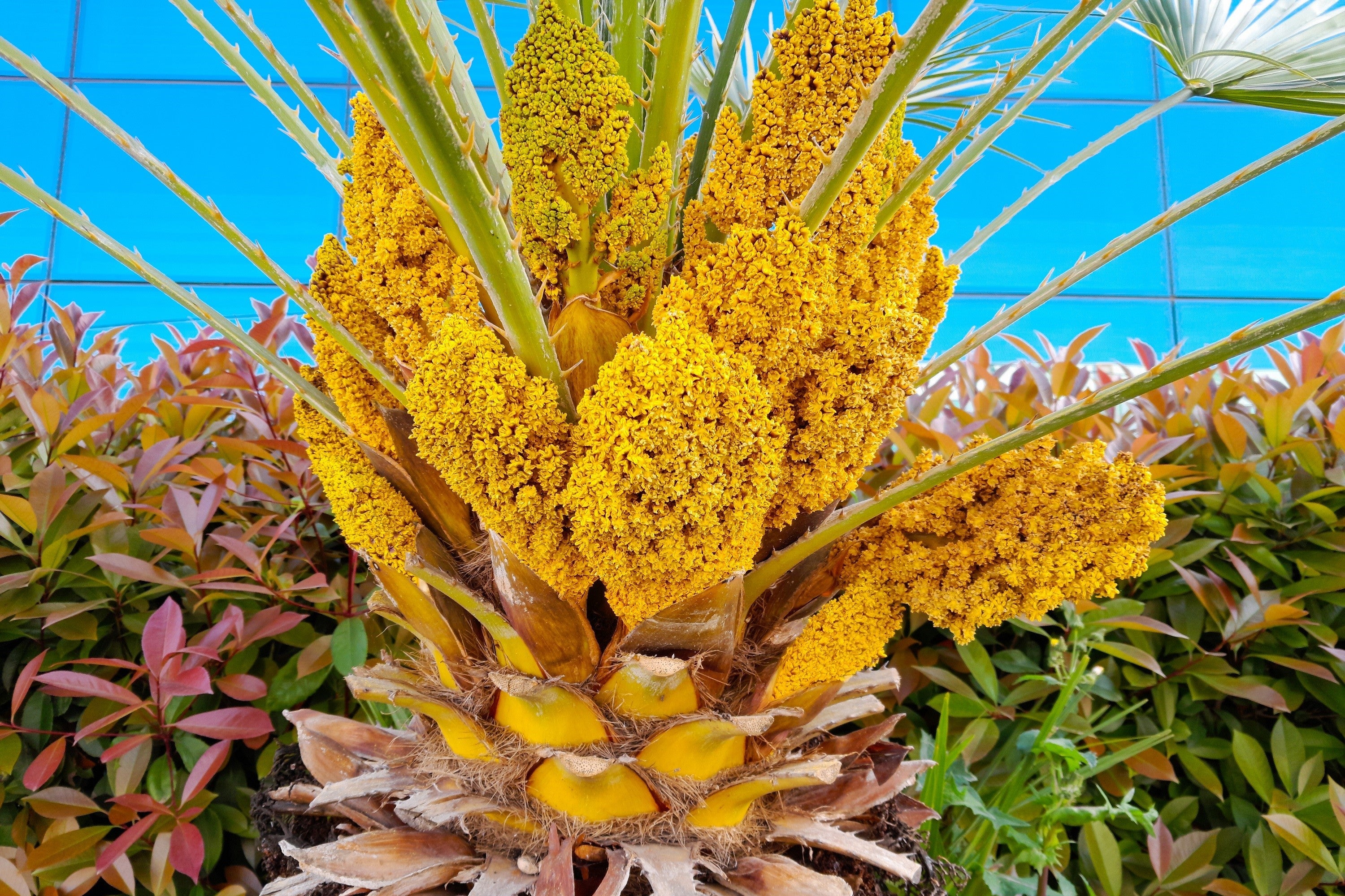 5 MEDITERRANEAN FAN PALM European Dwarf Tree Shrub Chamaerops Humilis Seeds