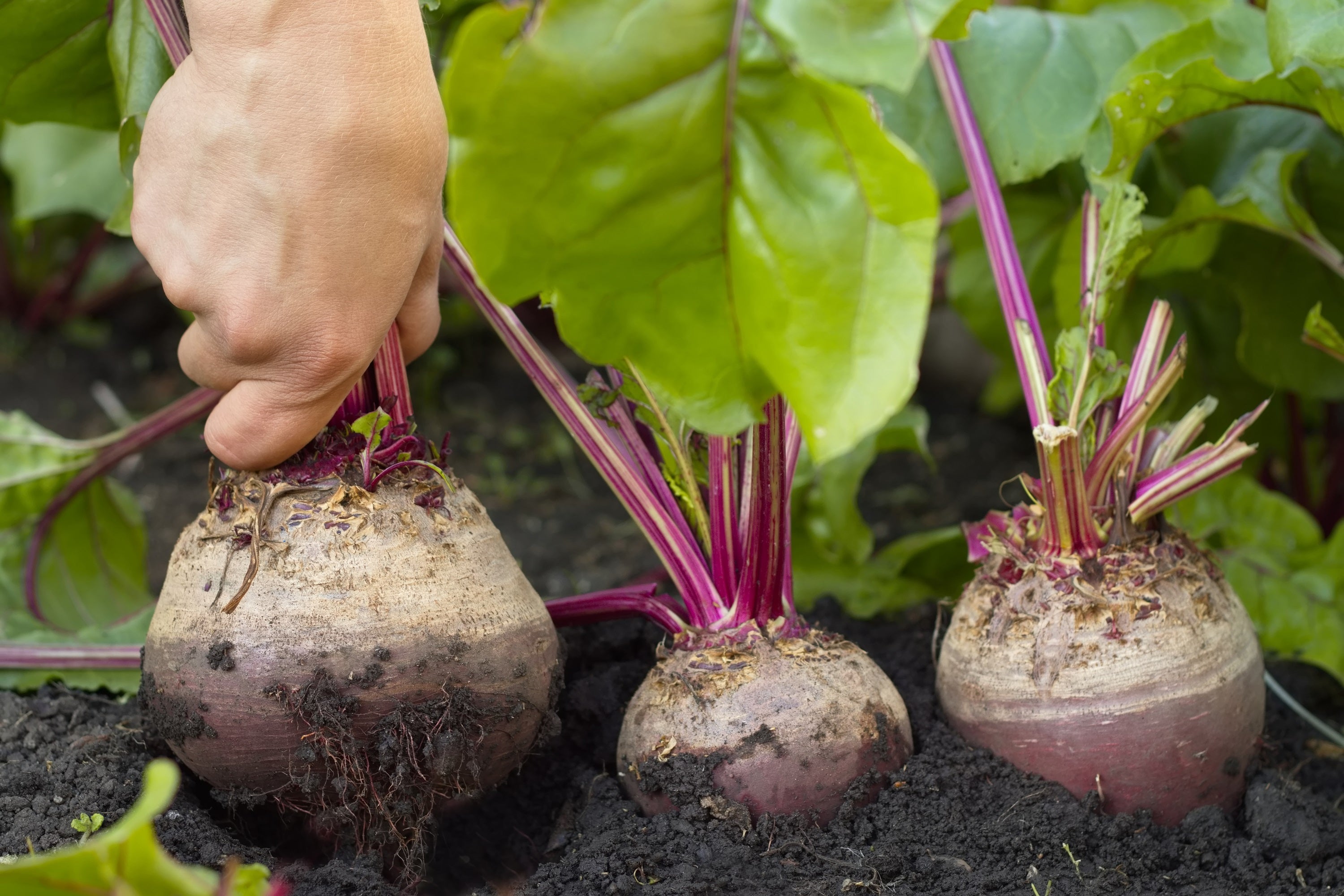 75 Giant Red BEET Mangelwurzel Mangel Mangold Wurzel Mammoth Long Beta Vulgaris Seeds