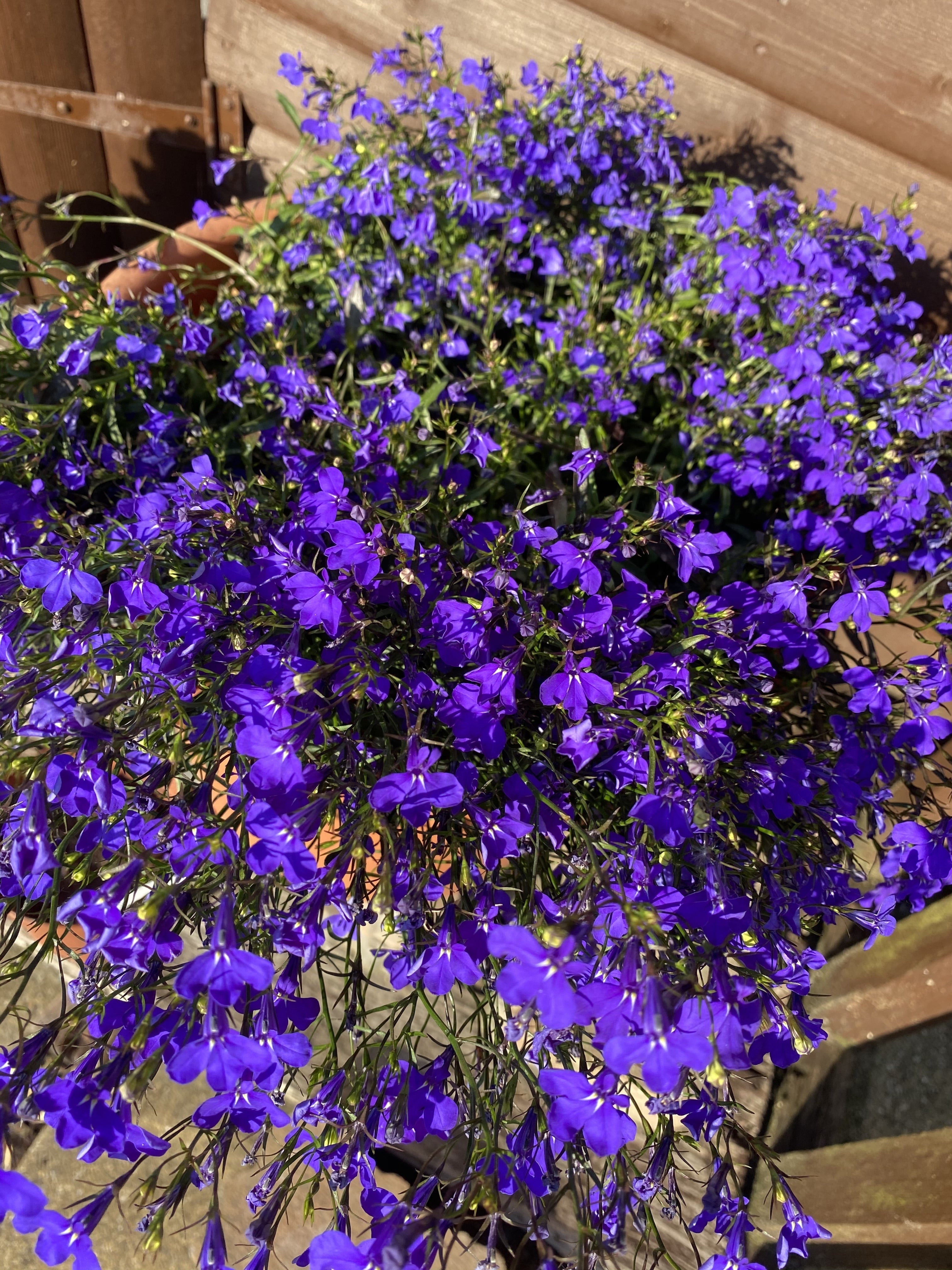 200 CRYSTAL PALACE LOBELIA Regatta Purple Blue Lobelia Erinus Flower Seeds