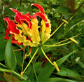 10 RED GLORIOSA LILY Flame Lily Gloriosa Superba Red & Yellow Flower Vine Seeds
