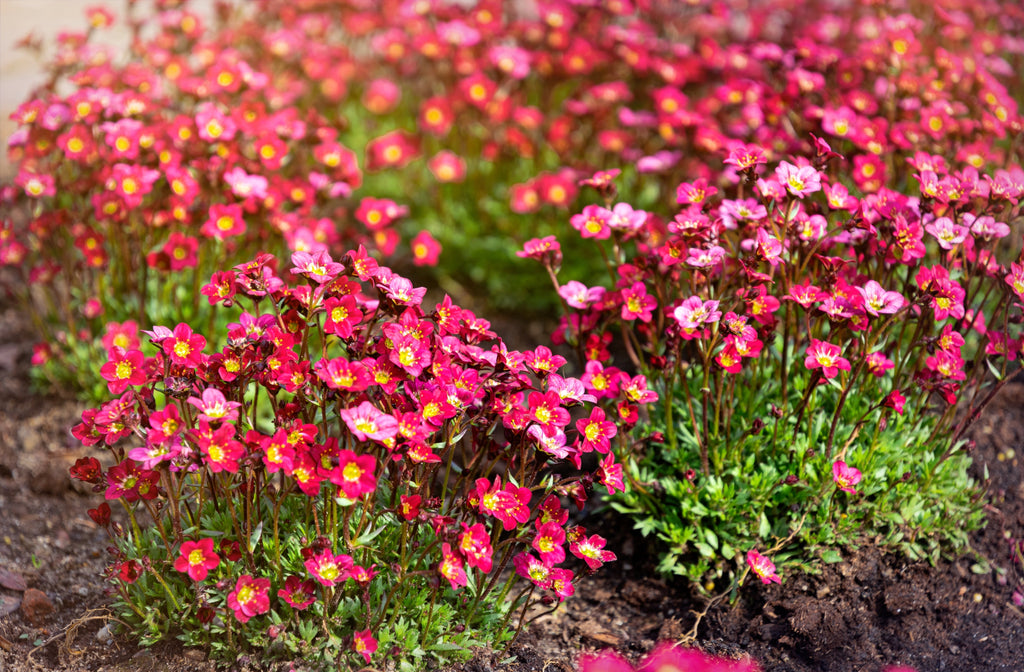 50 FLORAL CARPET SAXIFRAGA Arendsii Rose Pink Mossy Rockfoil Evergreen Flower Seeds