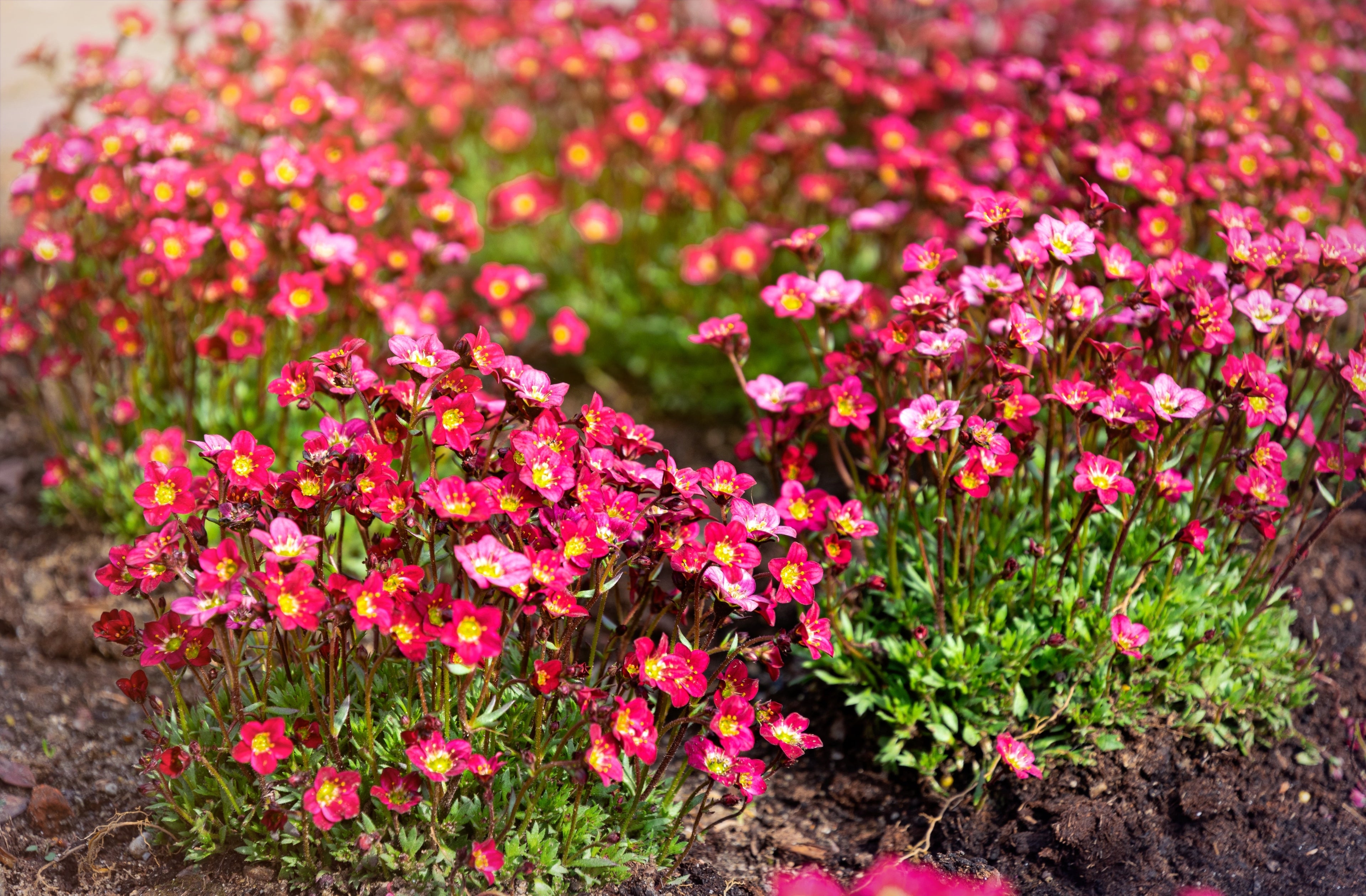 50 FLORAL CARPET SAXIFRAGA Arendsii Rose Pink Mossy Rockfoil Evergreen Flower Seeds