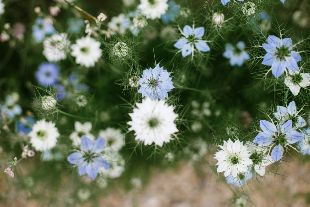 400 Blue & White LOVE IN A MIST Nigella Damascena Fennel Flower Seeds