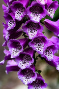 1000 PURPLE FOXGLOVE Digitalis Purpurea Flower Seeds