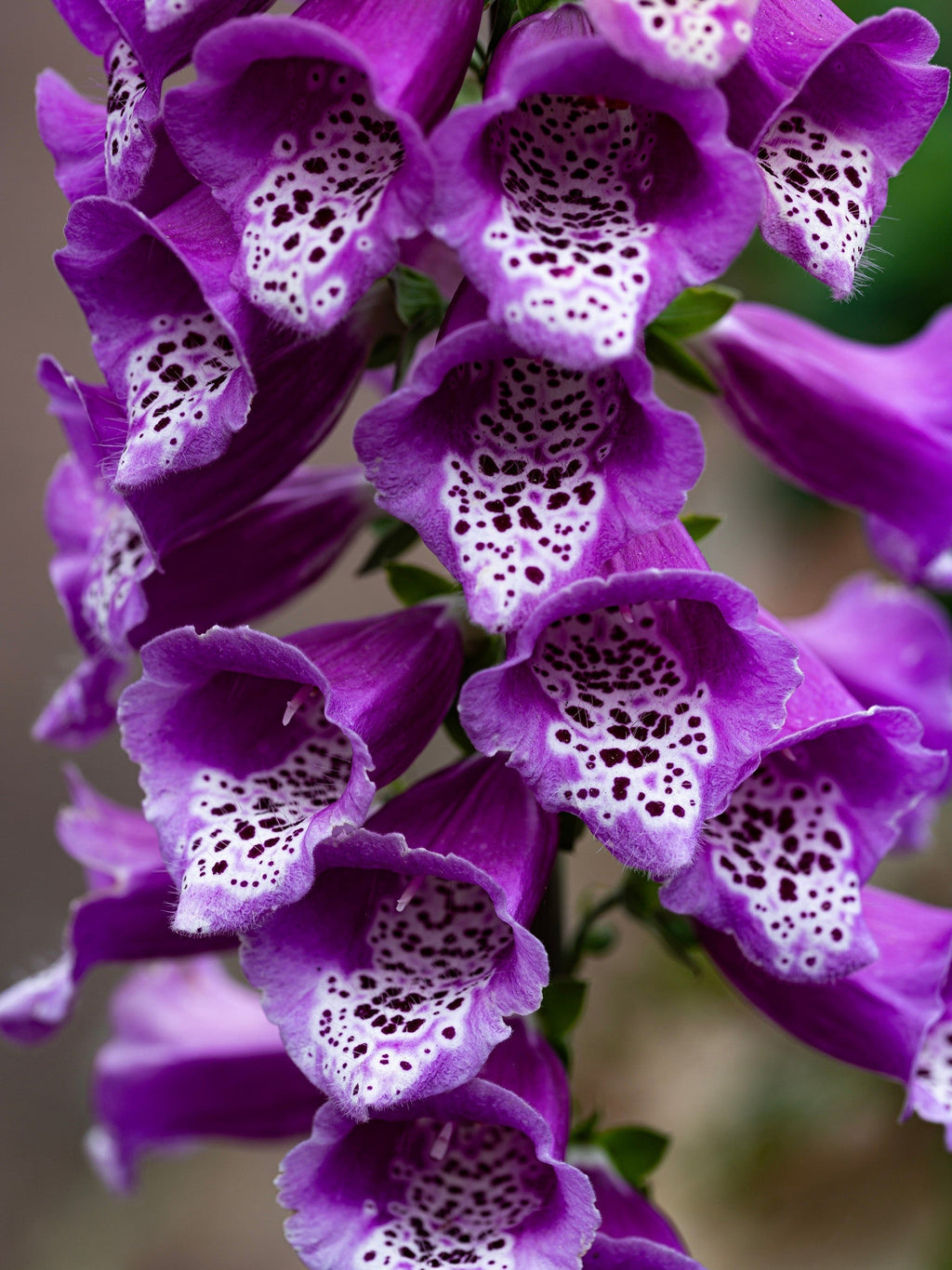 1000 PINK & PURPLE Mix FOXGLOVE Digitalis Flower Seeds