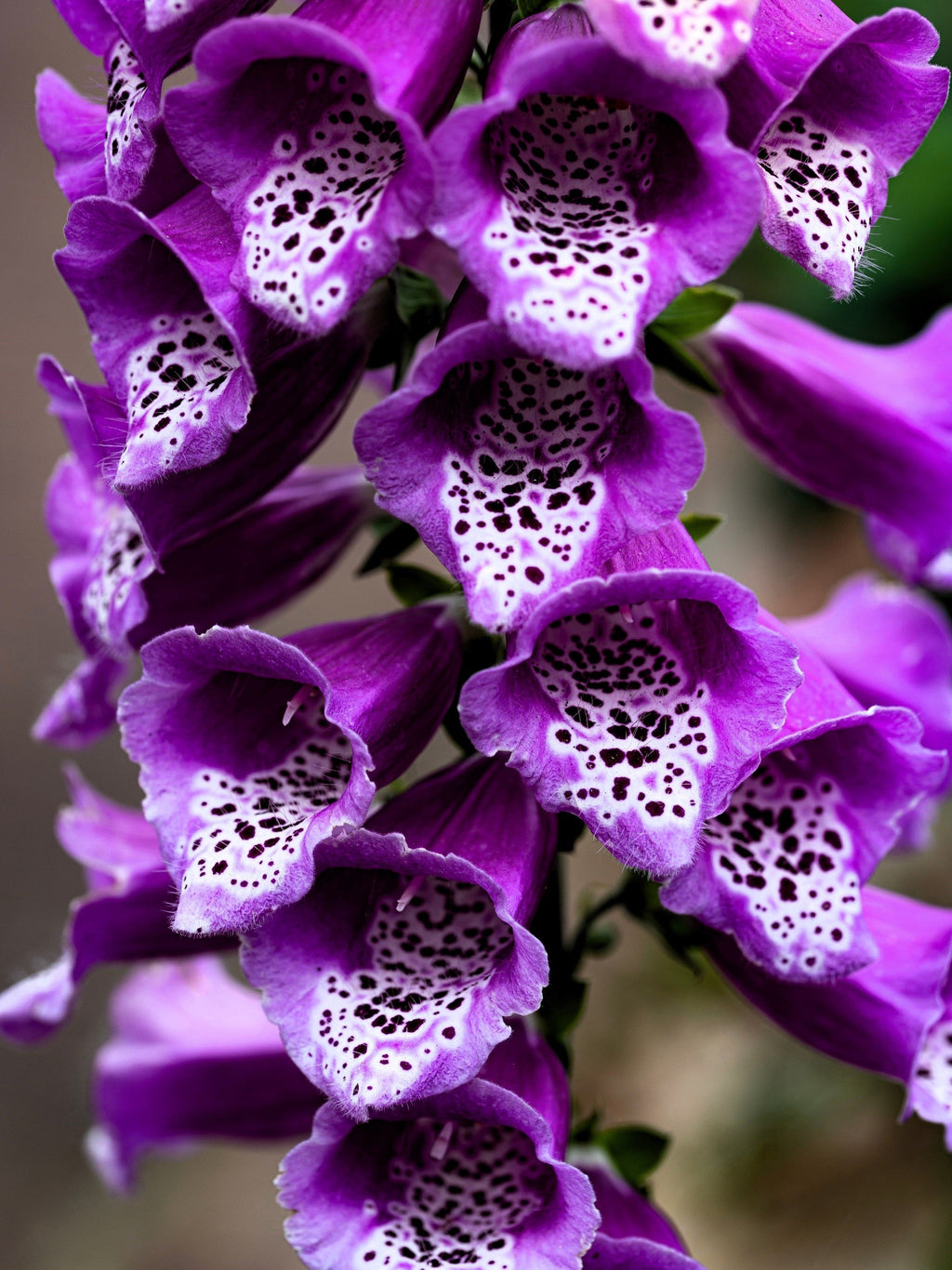 1000 FOXGLOVE EXCELSIOR MIX Digitalis Purpurea Mixed Colors Shade Flower Seeds