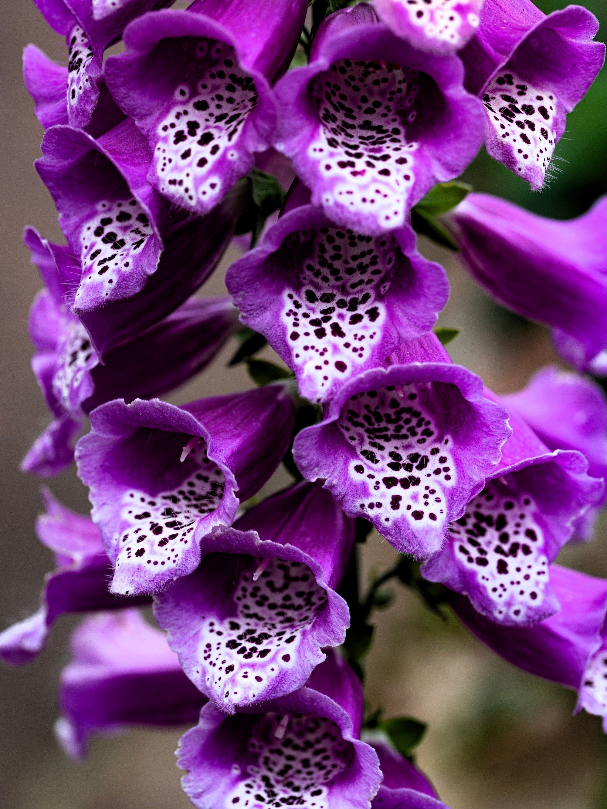 1000 FOXGLOVE EXCELSIOR MIX Digitalis Purpurea Mixed Colors Shade Flower Seeds