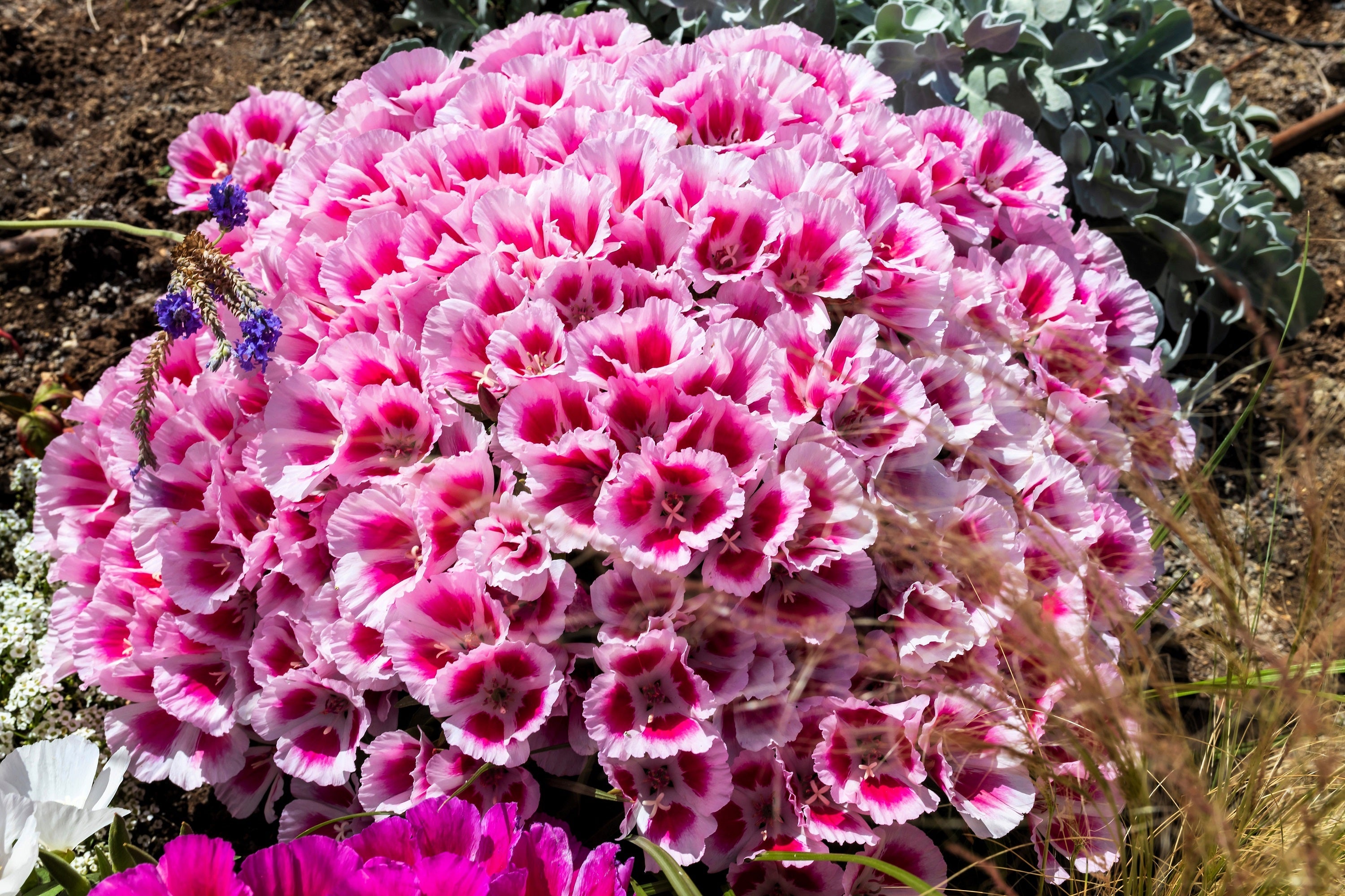 500 Pink FAREWELL TO SPRING Clarkia Elegans Godetia Flower Seeds