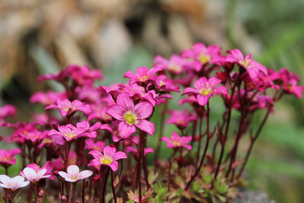 50 FLORAL CARPET SAXIFRAGA Arendsii Rose Pink Mossy Rockfoil Evergreen Flower Seeds