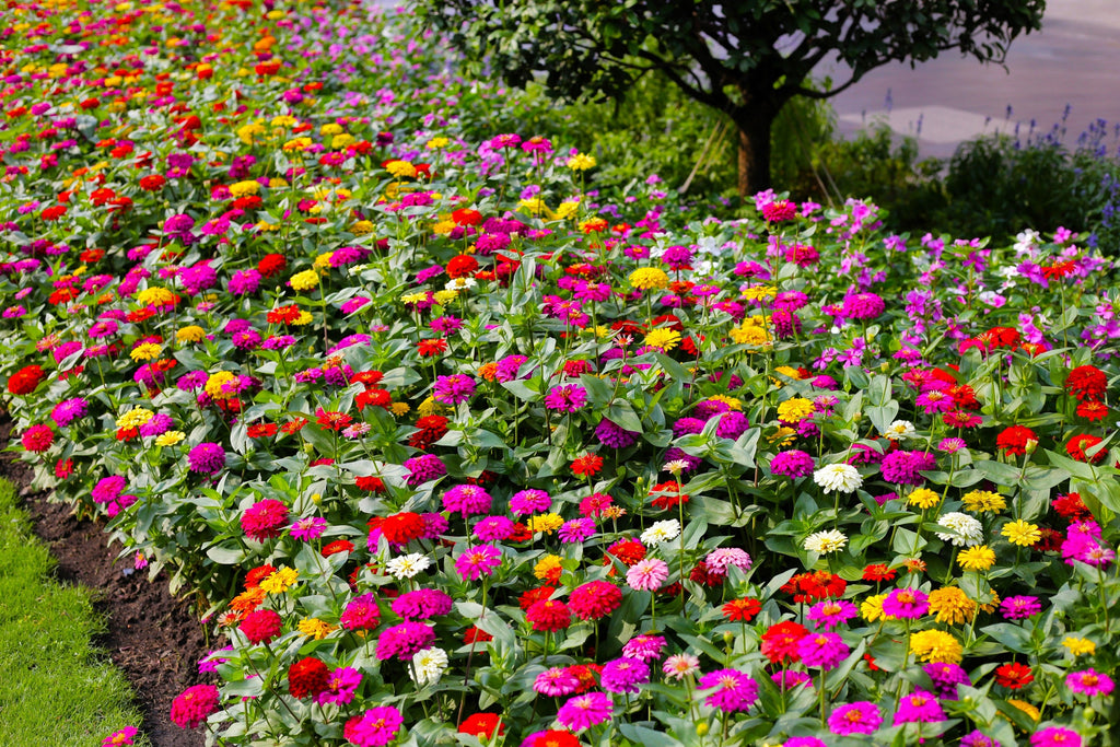 250 ZIN MASTER ZINNIA Mix Elegans Mixed Colors Flower Seeds