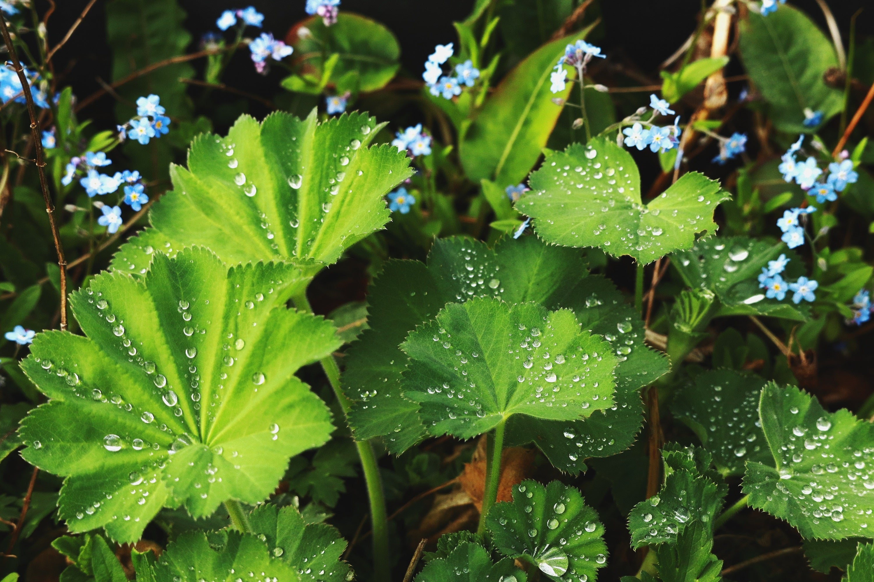 100 LADYS MANTLE Alchemilla Mollis Flower Seeds