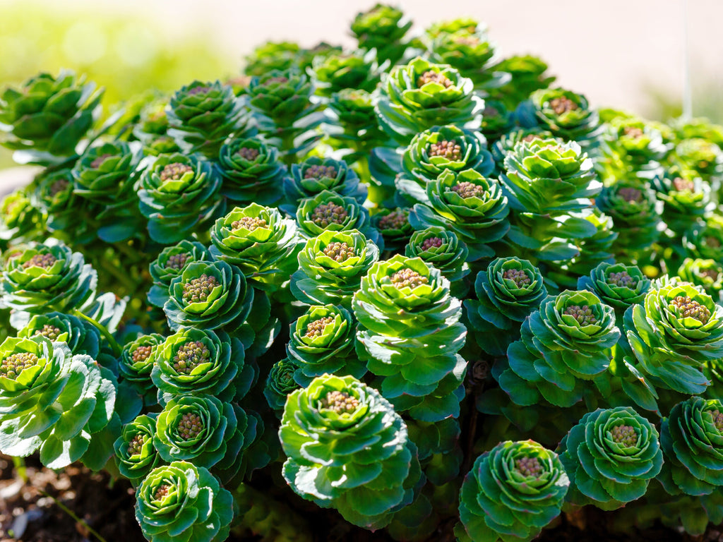 25 ROSEROOT STONECROP Golden Rose Root Sedum Rhodiola Rosea Yellow Succulent Flower Seeds