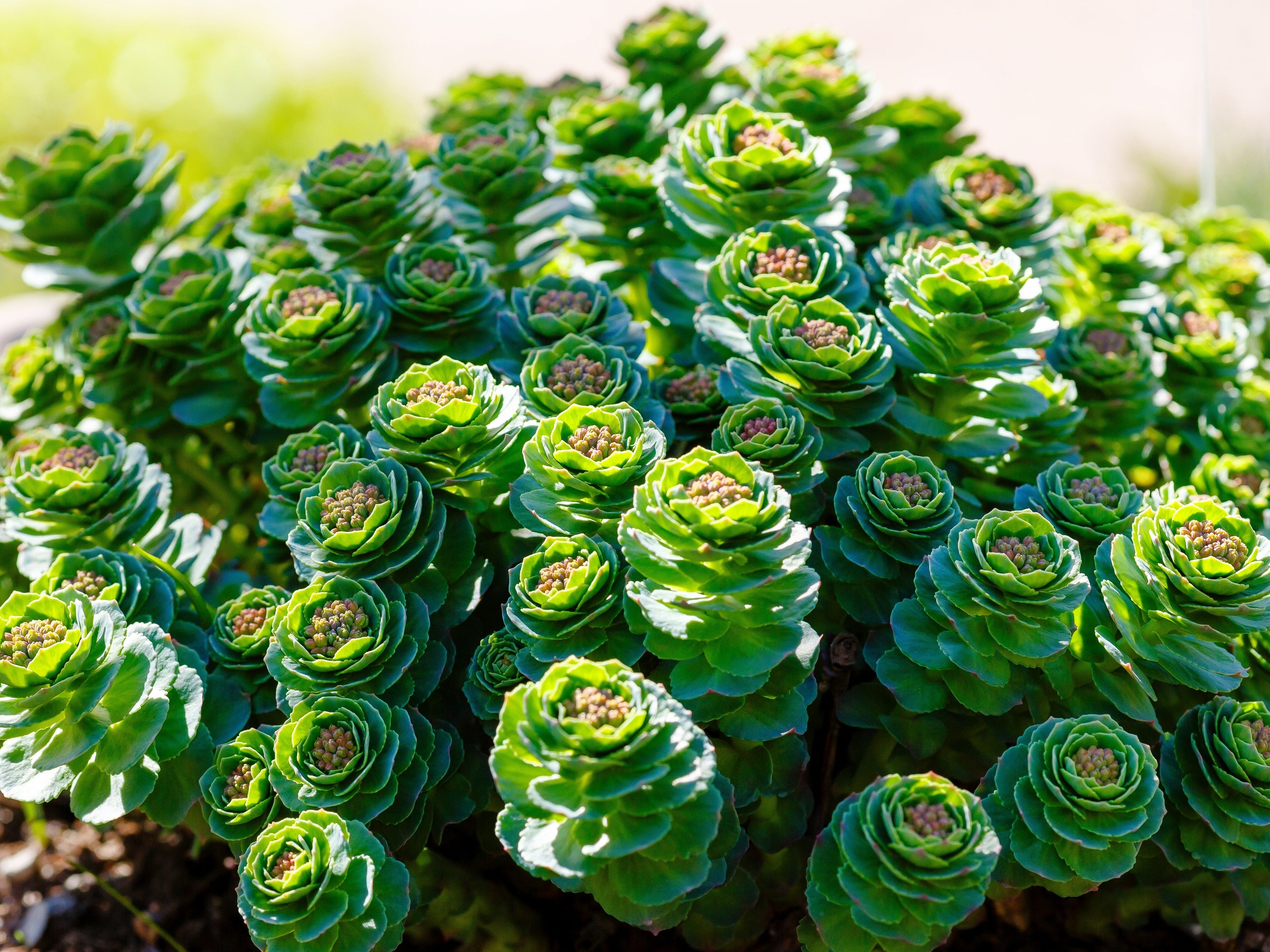 25 ROSEROOT STONECROP Golden Rose Root Sedum Rhodiola Rosea Yellow Succulent Flower Seeds