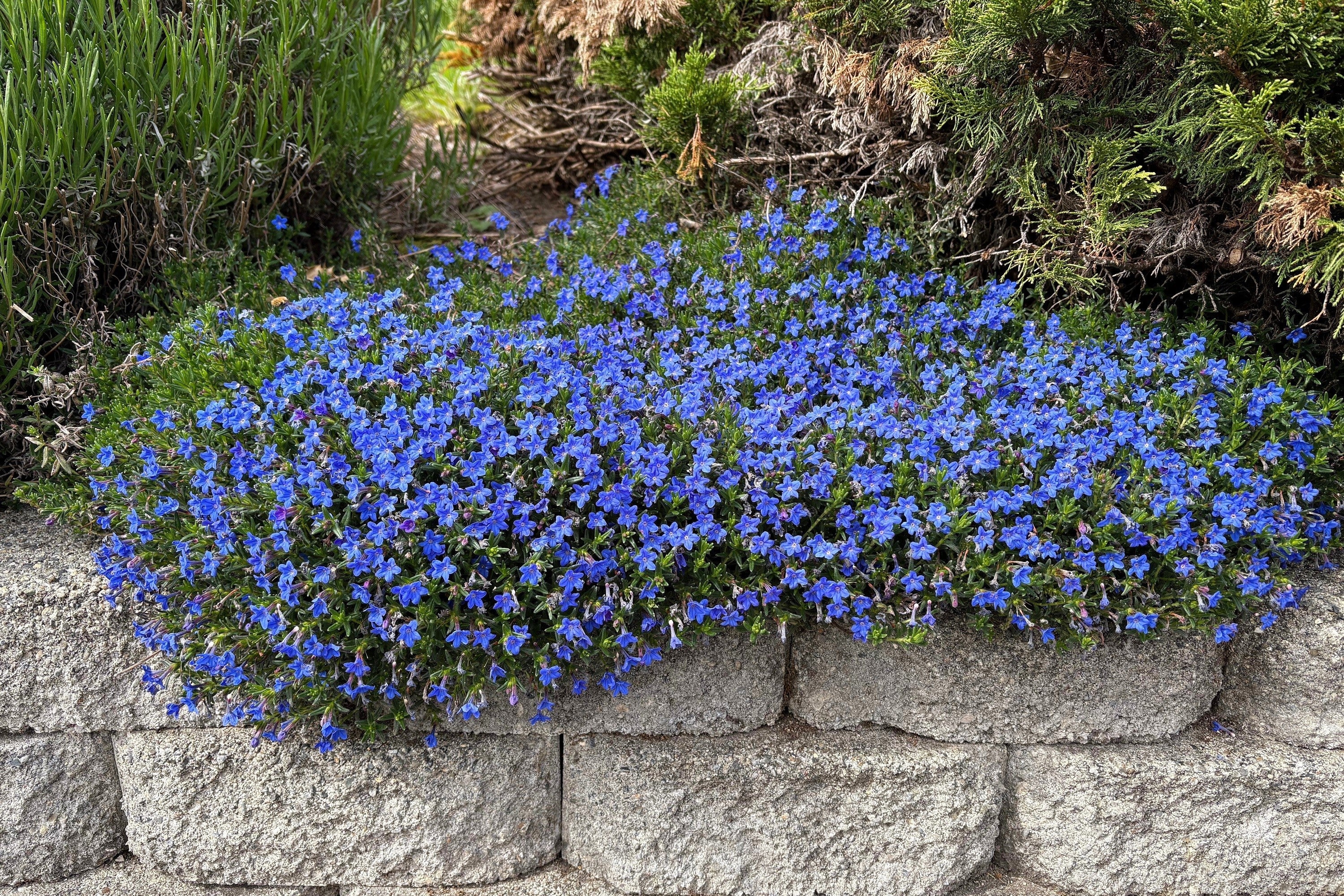 200 CAMBRIDGE BLUE LOBELIA Regatta Erinus Trailing Flower Seeds