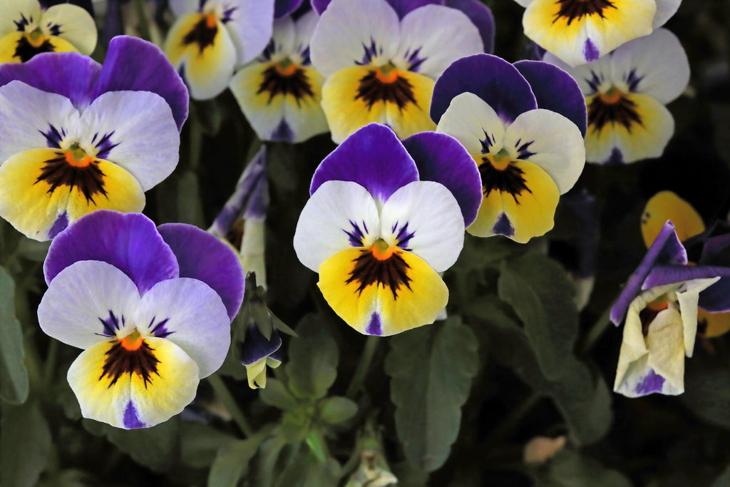 250 JOHNNY JUMP UP Helen Mount Violet Viola Tricolor Flower Seeds