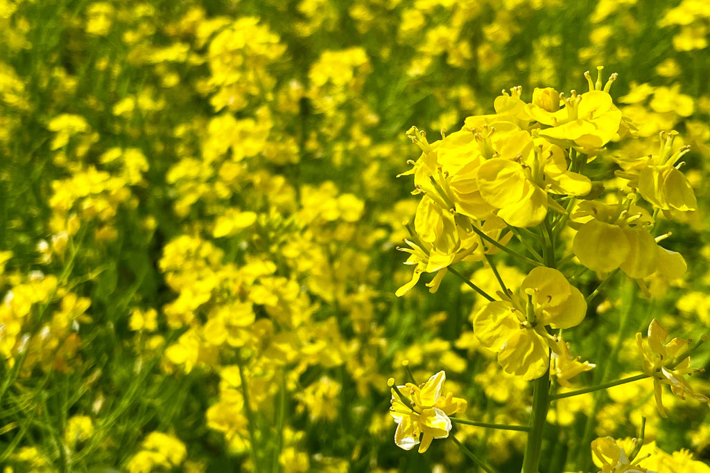 1000 Dwarf ESSEX RAPE KALE Rapeseed Brassica Napus Vegetable Seeds