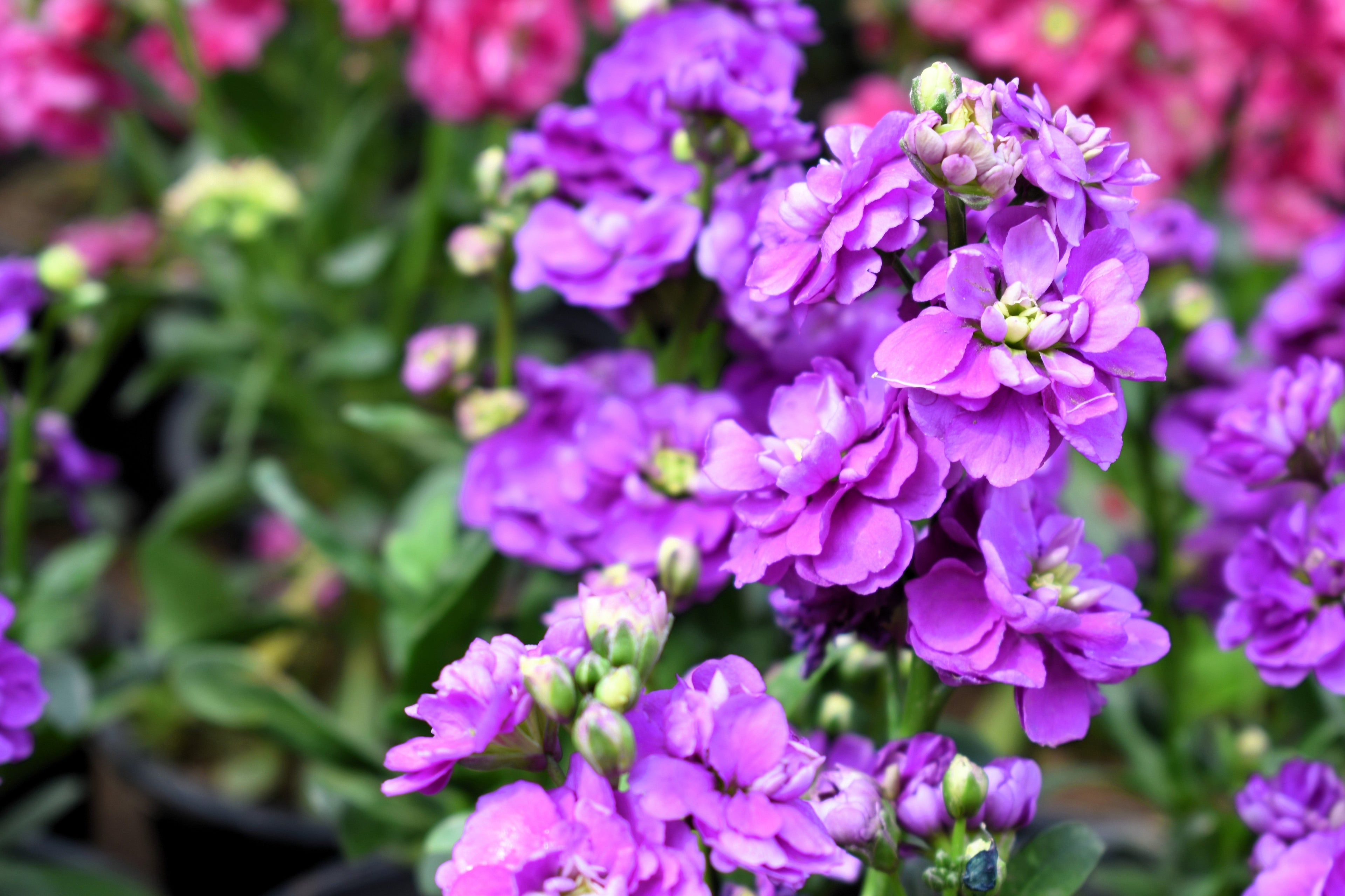 50 BLUE STOCK Matthiola Incana Ten-Week Gillyflower Seeds