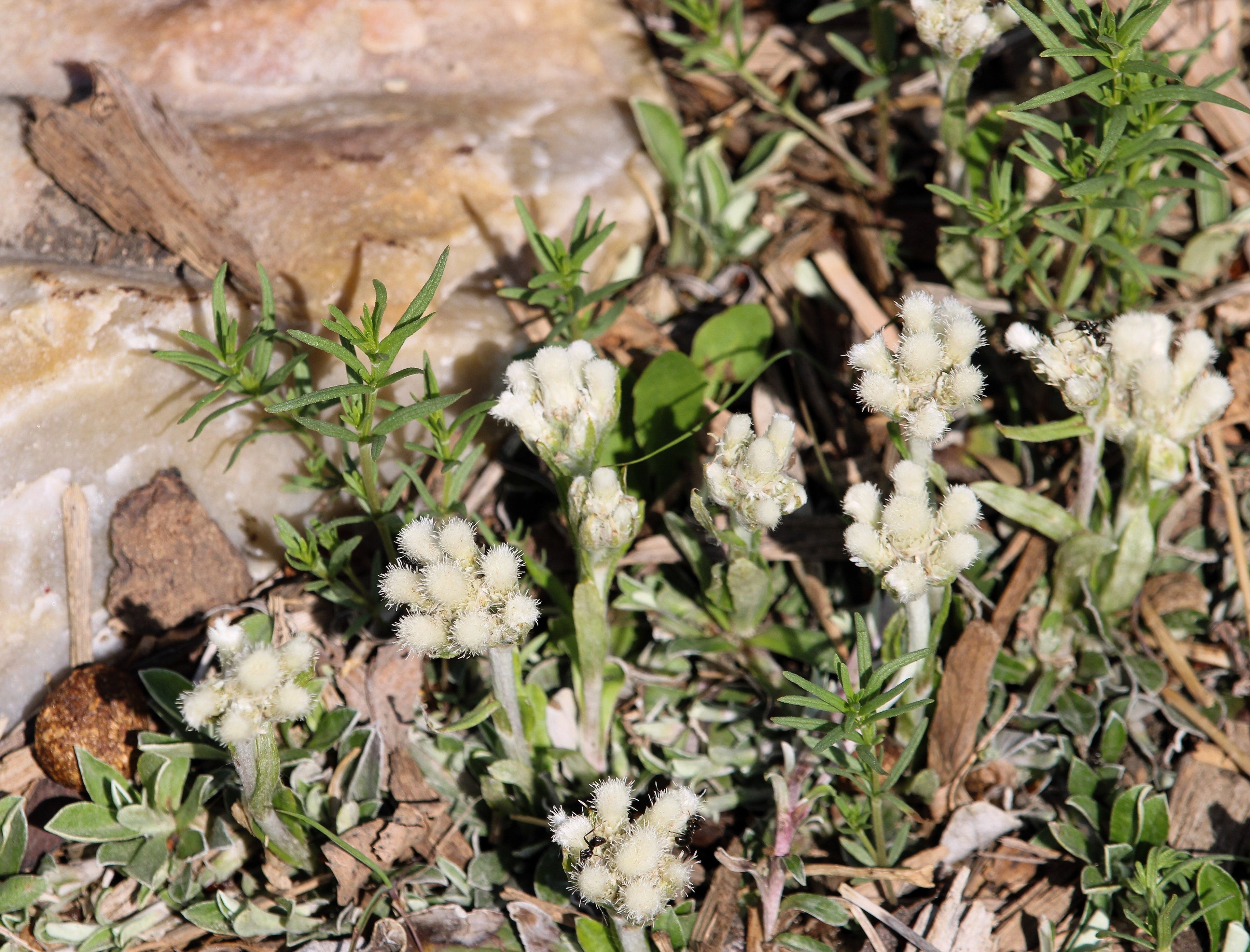 150 White PUSSYTOES Cats Paws Antennaria Plantaginifolia Flower Seeds