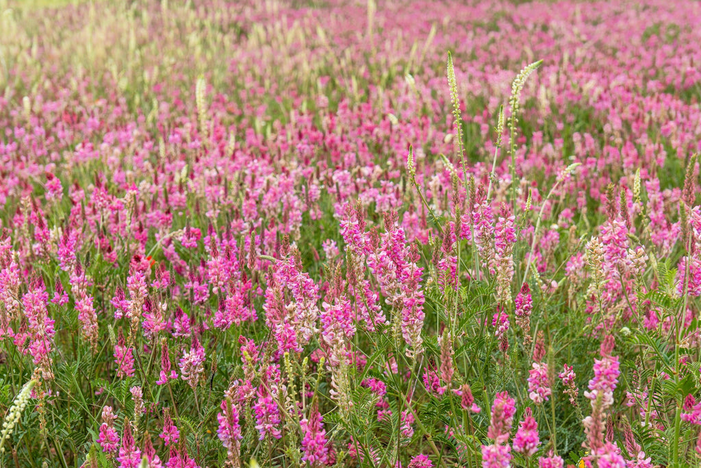 50 PINK SAINFOIN Common Onobrychis Viciifolia Holy Clover Legume Ground Cover Forage Flower Seeds