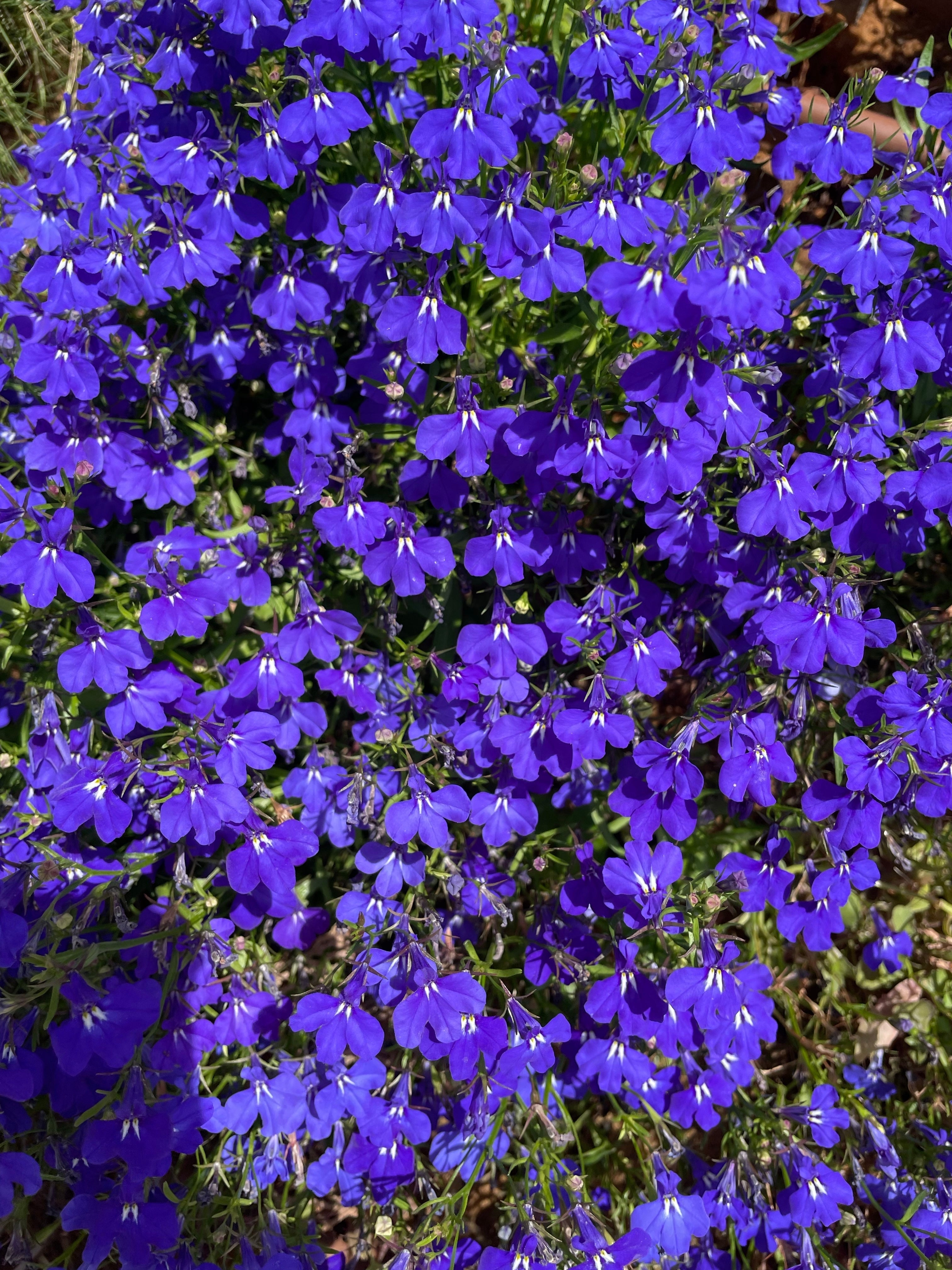 200 CRYSTAL PALACE LOBELIA Regatta Purple Blue Lobelia Erinus Flower Seeds