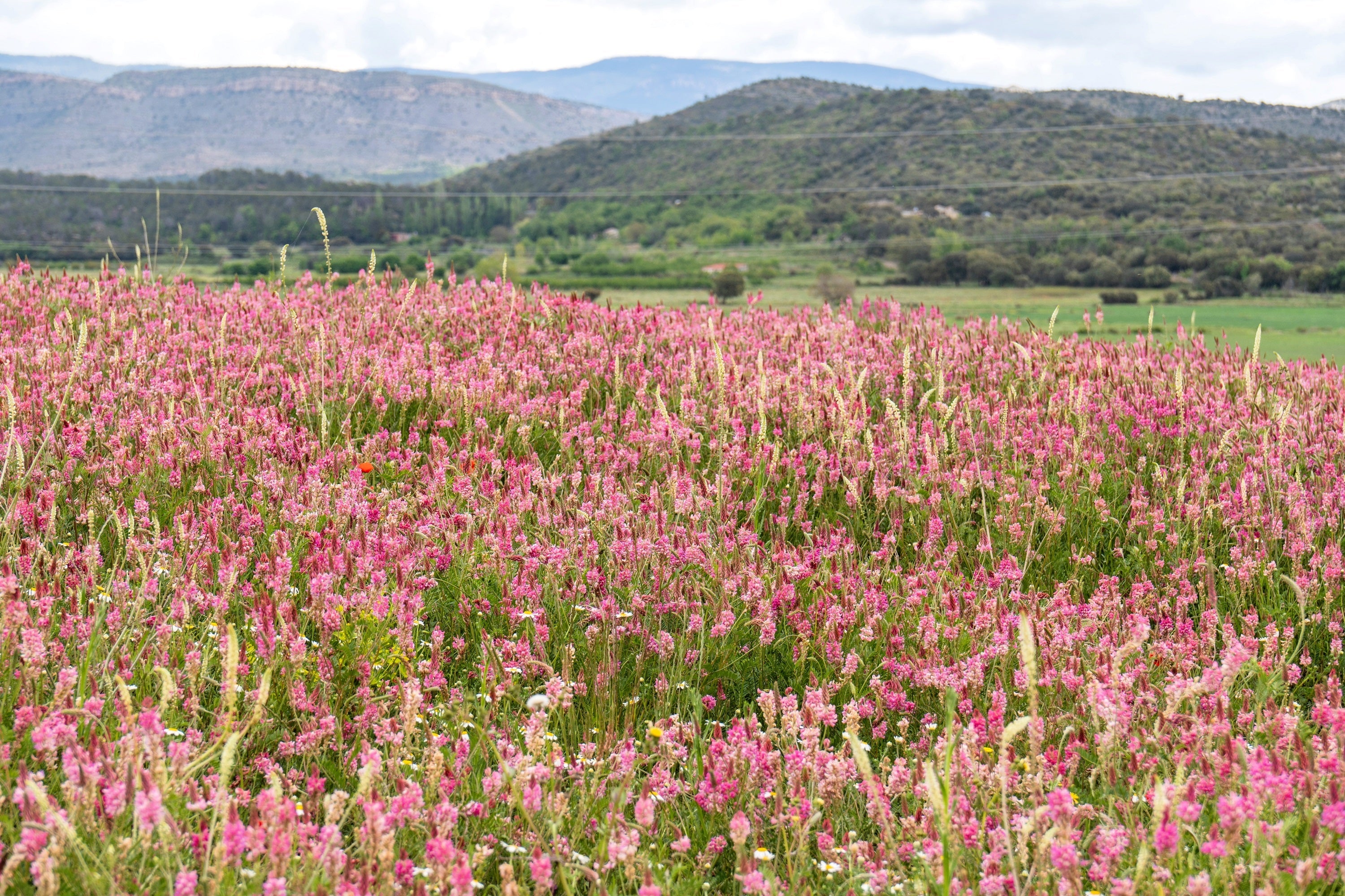 50 PINK SAINFOIN Common Onobrychis Viciifolia Holy Clover Legume Ground Cover Forage Flower Seeds
