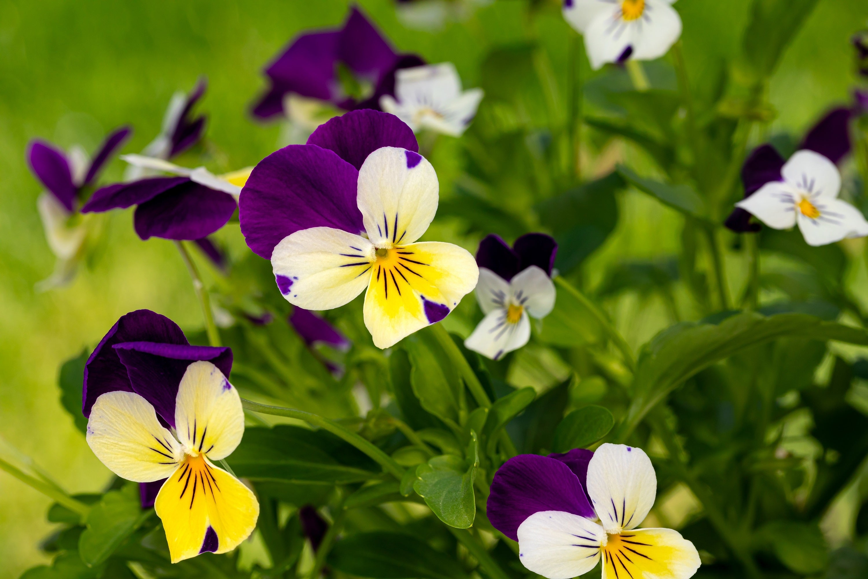 250 JOHNNY JUMP UP Helen Mount Violet Viola Tricolor Flower Seeds