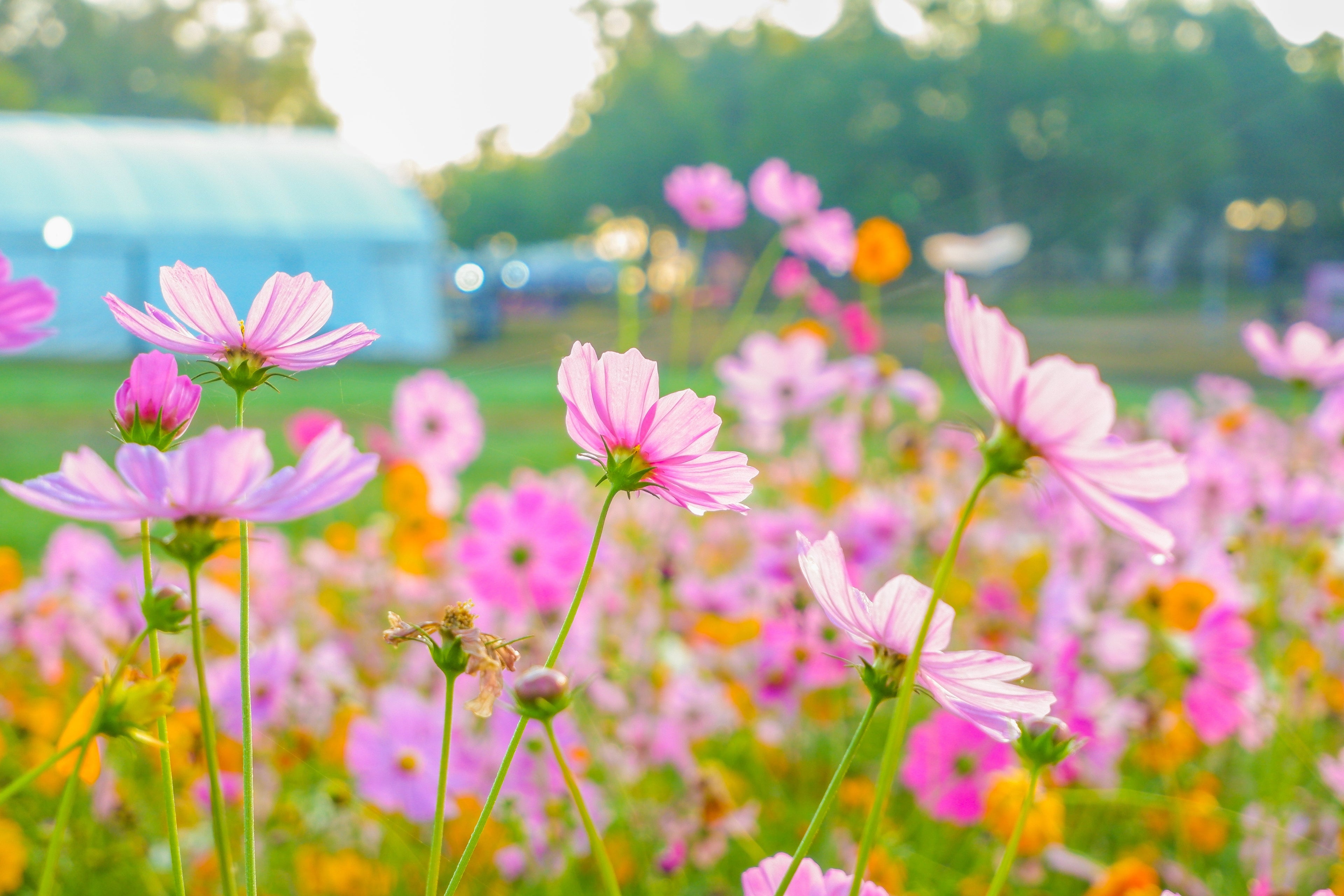 300 DWARF PINK COSMOS Cosmos Bipinnatus Flower Seeds