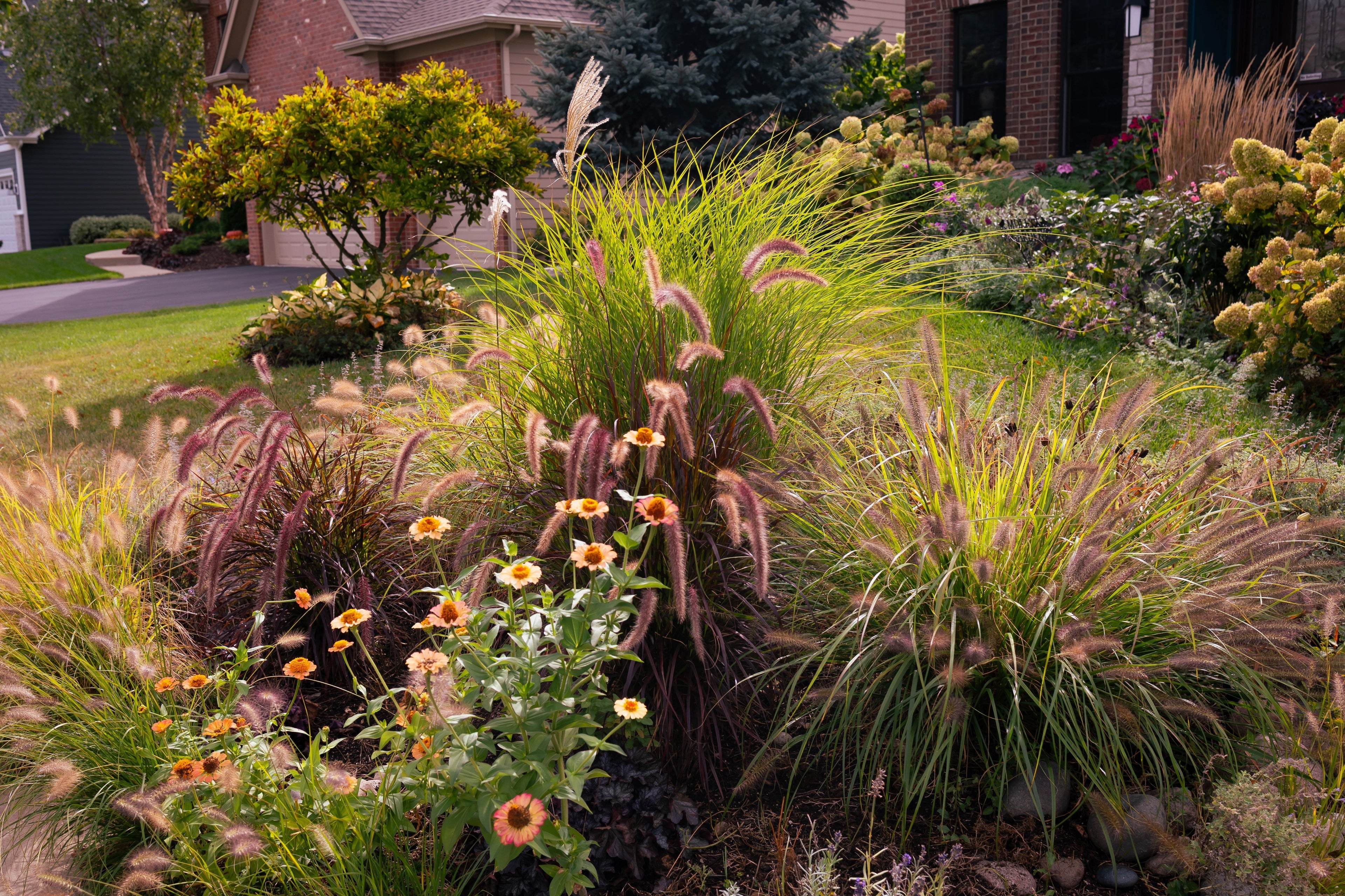 25 PURPLE FOUNTAIN GRASS Ornamental Pennisetum Setaceum Dark Burgundy Flower Seeds