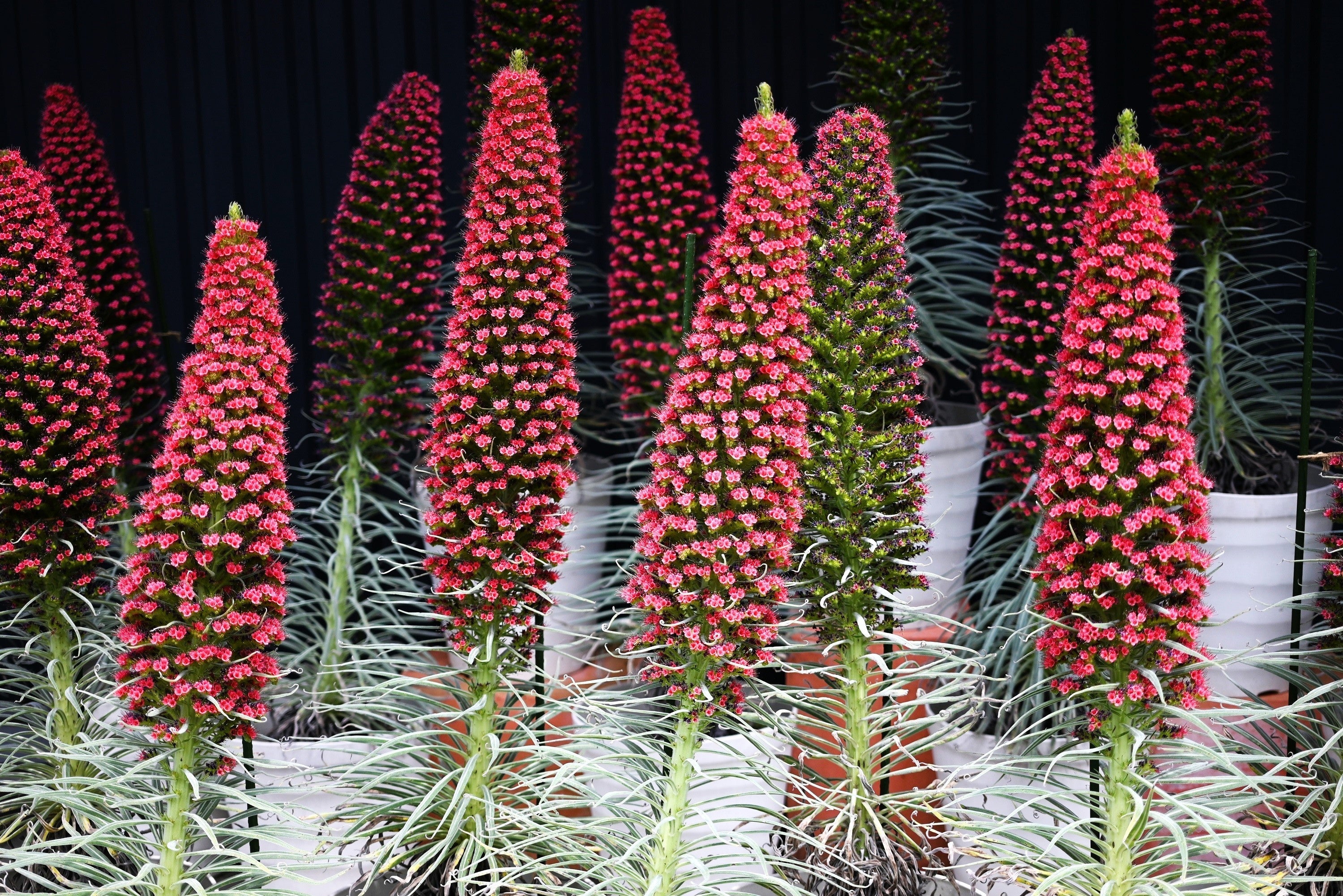 25 TOWER OF JEWELS Red Bugloss Echium Wildpretii Ruby Hummingbird Flower Seeds