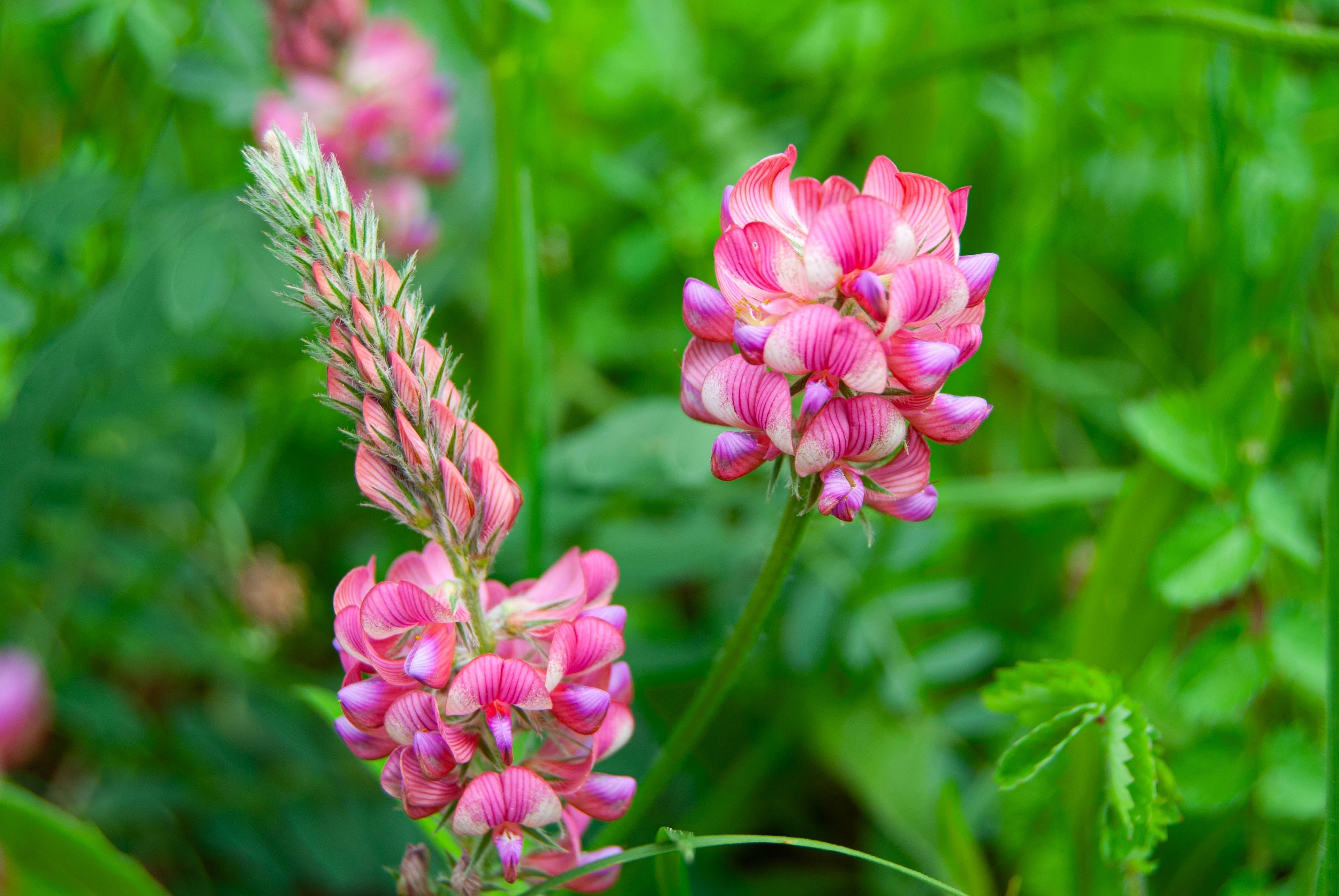 50 PINK SAINFOIN Common Onobrychis Viciifolia Holy Clover Legume Ground Cover Forage Flower Seeds