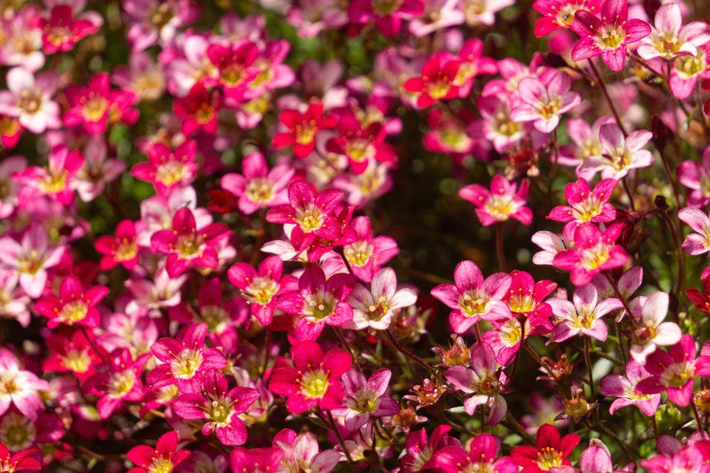 50 FLORAL CARPET SAXIFRAGA Arendsii Rose Pink Mossy Rockfoil Evergreen Flower Seeds