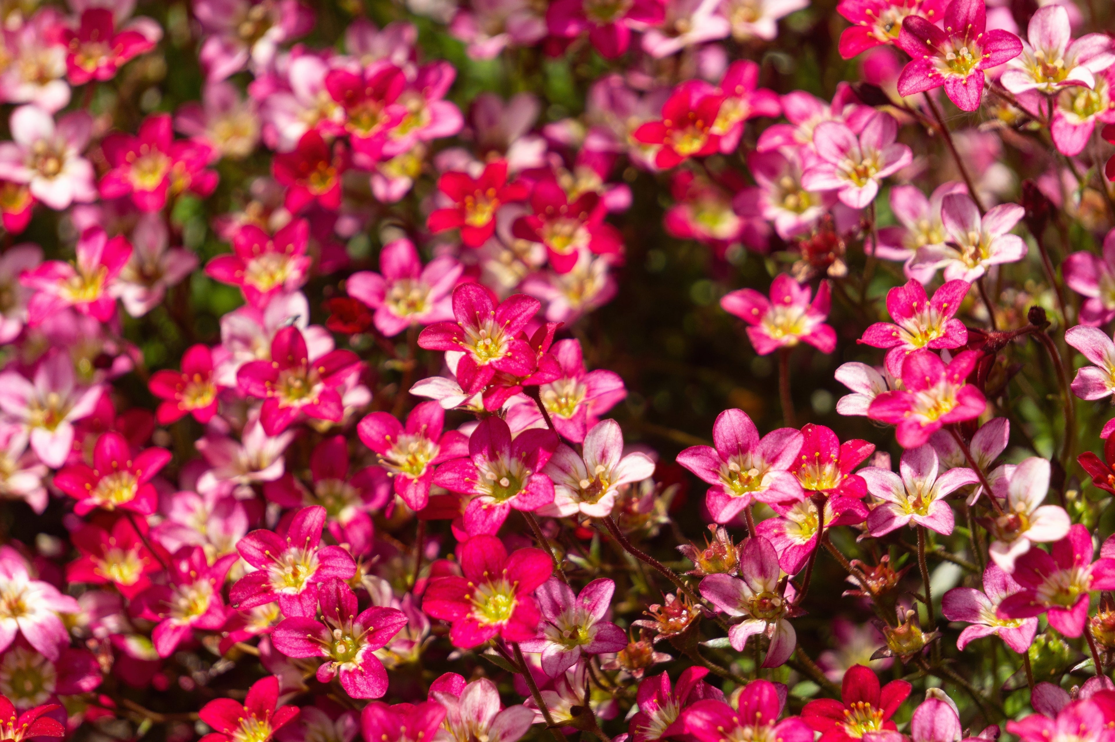 50 FLORAL CARPET SAXIFRAGA Arendsii Rose Pink Mossy Rockfoil Evergreen Flower Seeds