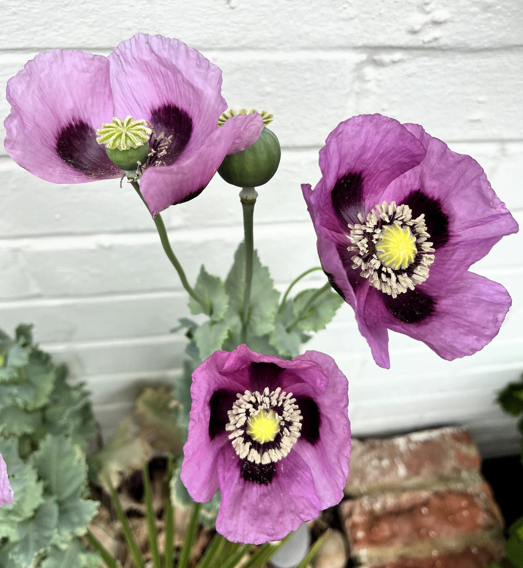 1000 LAVENDER POPPY Purple Papaver Somniferum Flower Seeds