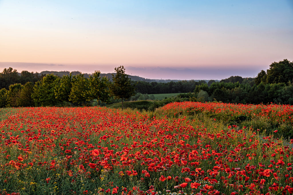 1000 Red AMERICAN LEGION (Corn / Shirley / Flanders) POPPY Papaver Rhoeas Flower Seeds