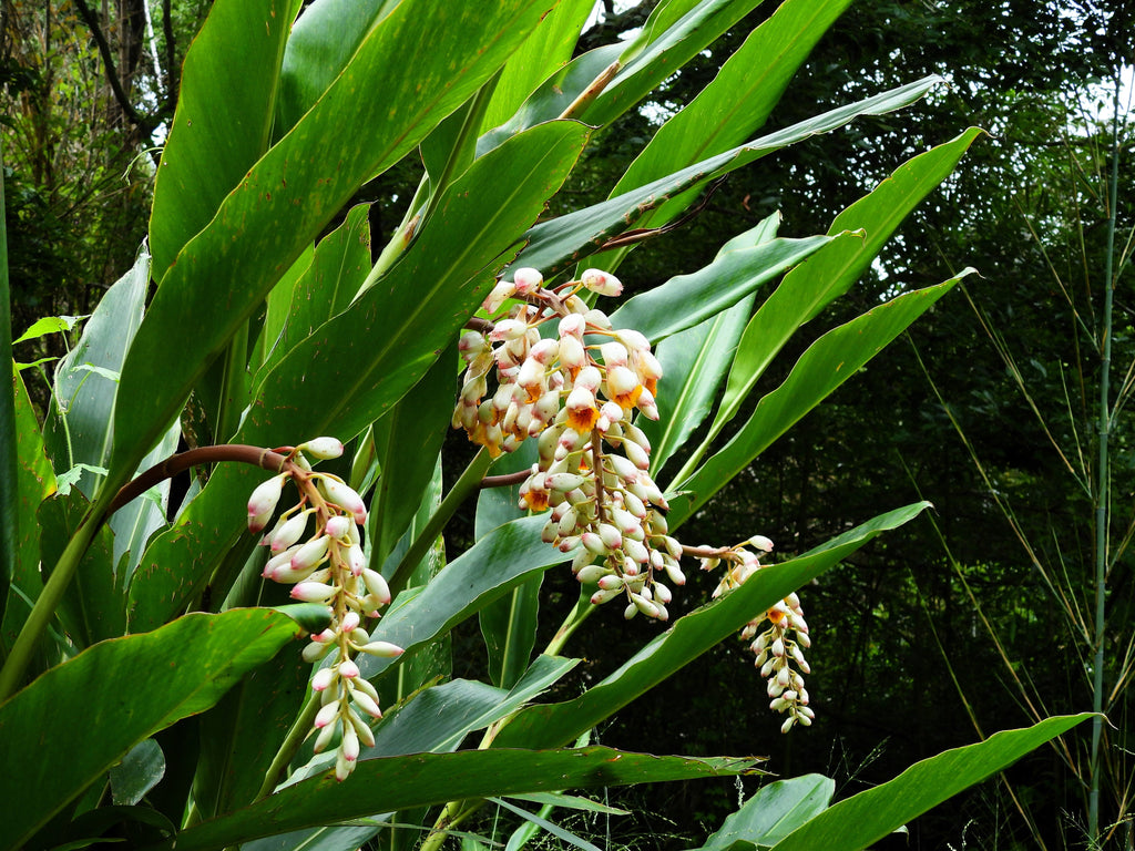 5 KAT GINGER Pink & Yellow Shell Alpinia Katsumadai Hayata Flower Herb Seeds