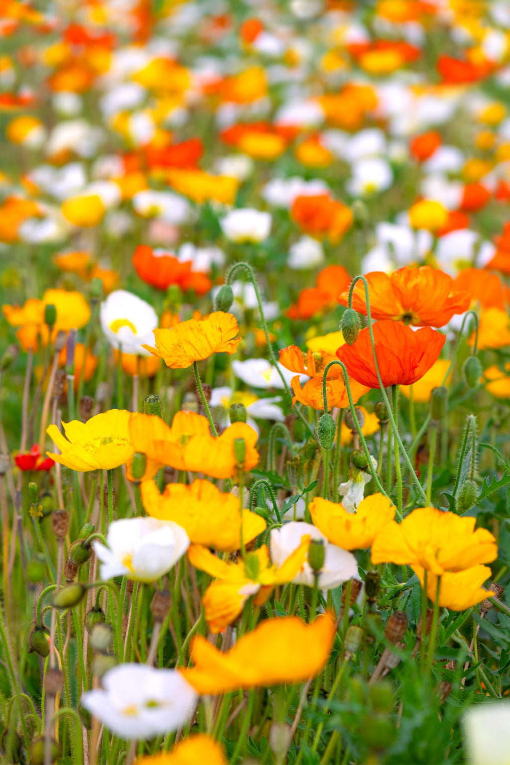 2500 ICELAND POPPY MIX Papaver Nudicaule Mixed Colors Flower Seeds