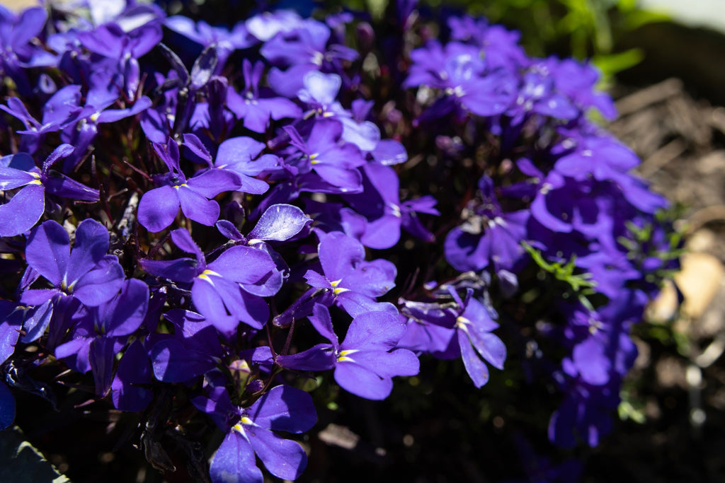 200 CRYSTAL PALACE LOBELIA Regatta Purple Blue Lobelia Erinus Flower Seeds
