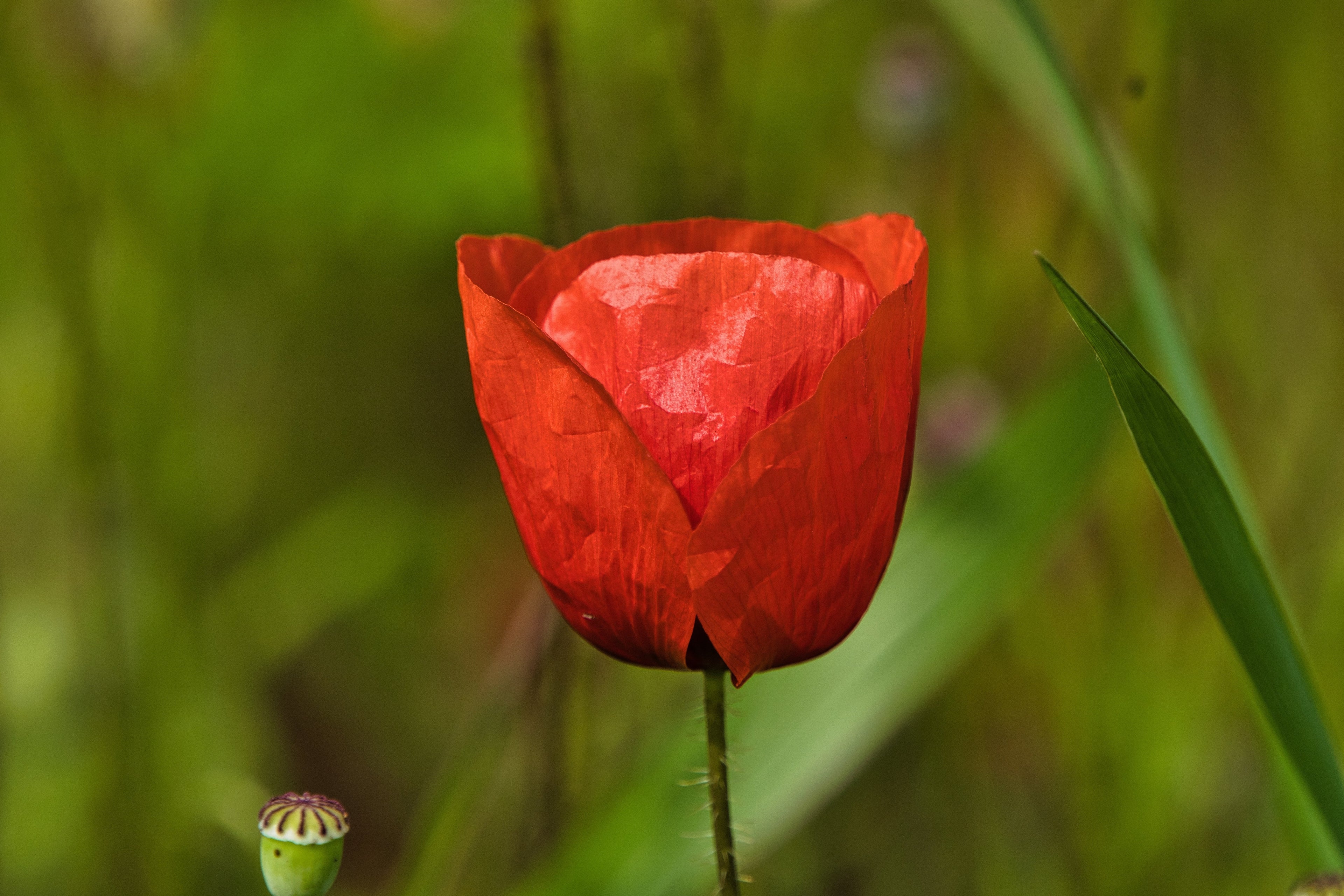 1000 Red AMERICAN LEGION (Corn / Shirley / Flanders) POPPY Papaver Rhoeas Flower Seeds