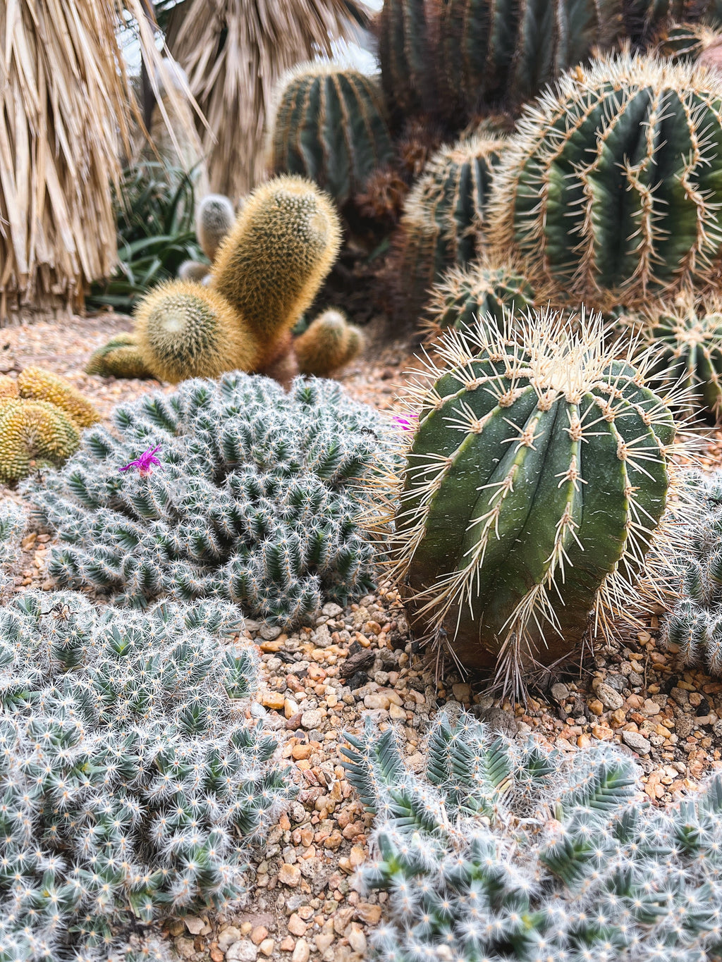 50 CACTUS MIX 'Finest Mixed' Succulent Flower Plant Seeds