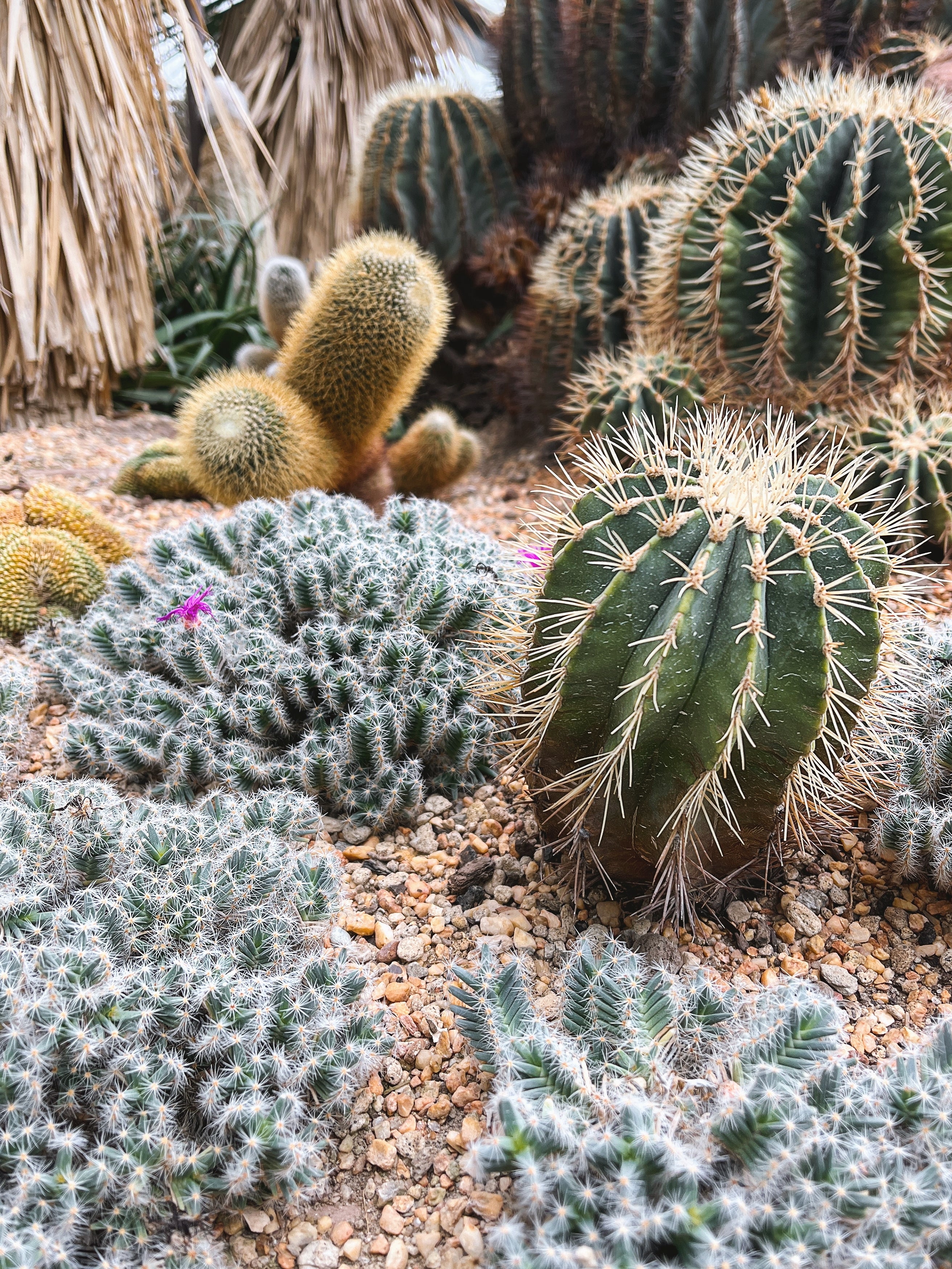 50 CACTUS MIX 'Finest Mixed' Succulent Flower Plant Seeds